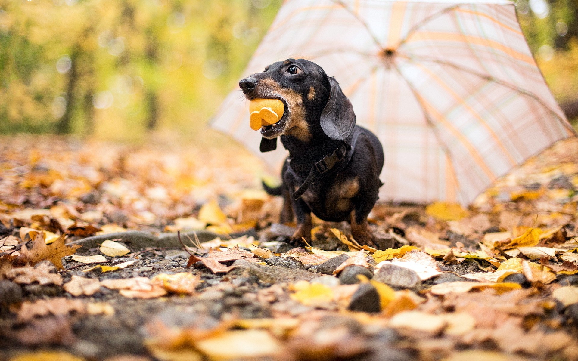 General 1920x1200 animals dog blurred mammals outdoors leaves fallen leaves closeup