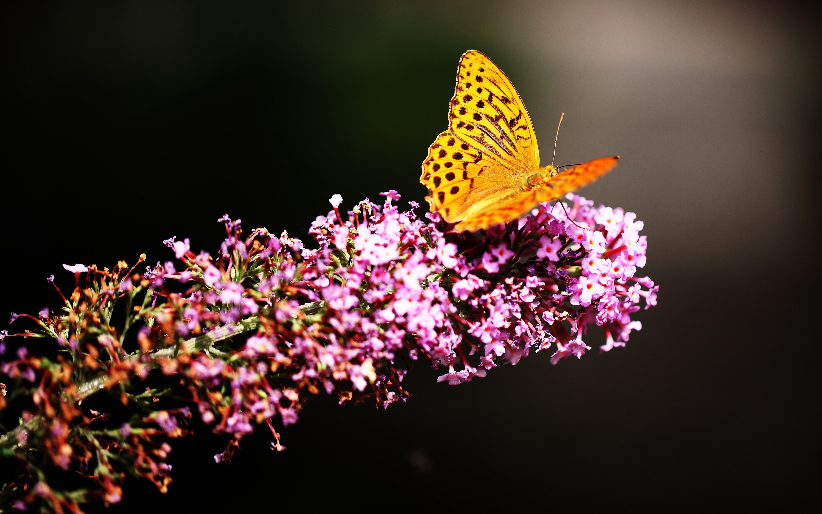 General 2880x1800 nature flowers butterfly insect closeup simple background animals