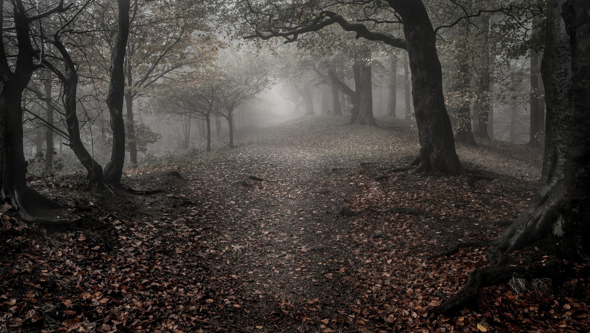 General 2048x1157 nature landscape trees wood forest mist leaves fall branch roots path gloomy