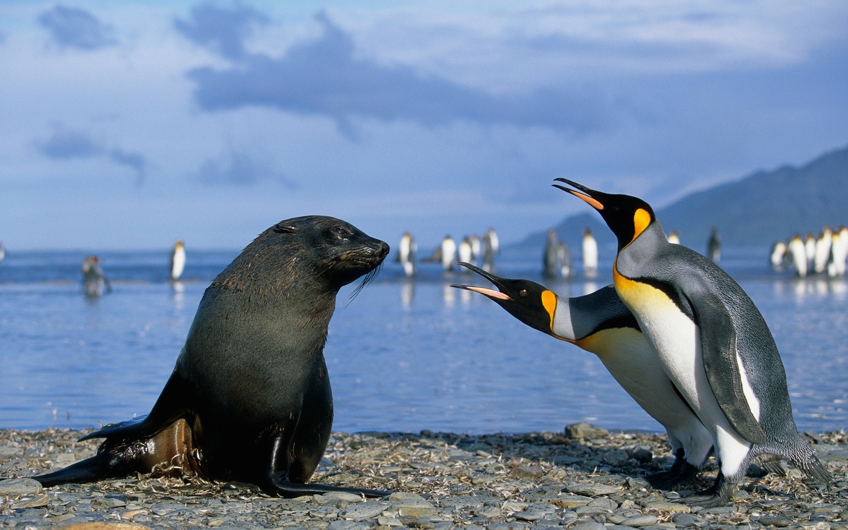 General 1680x1050 animals penguins birds mammals seals