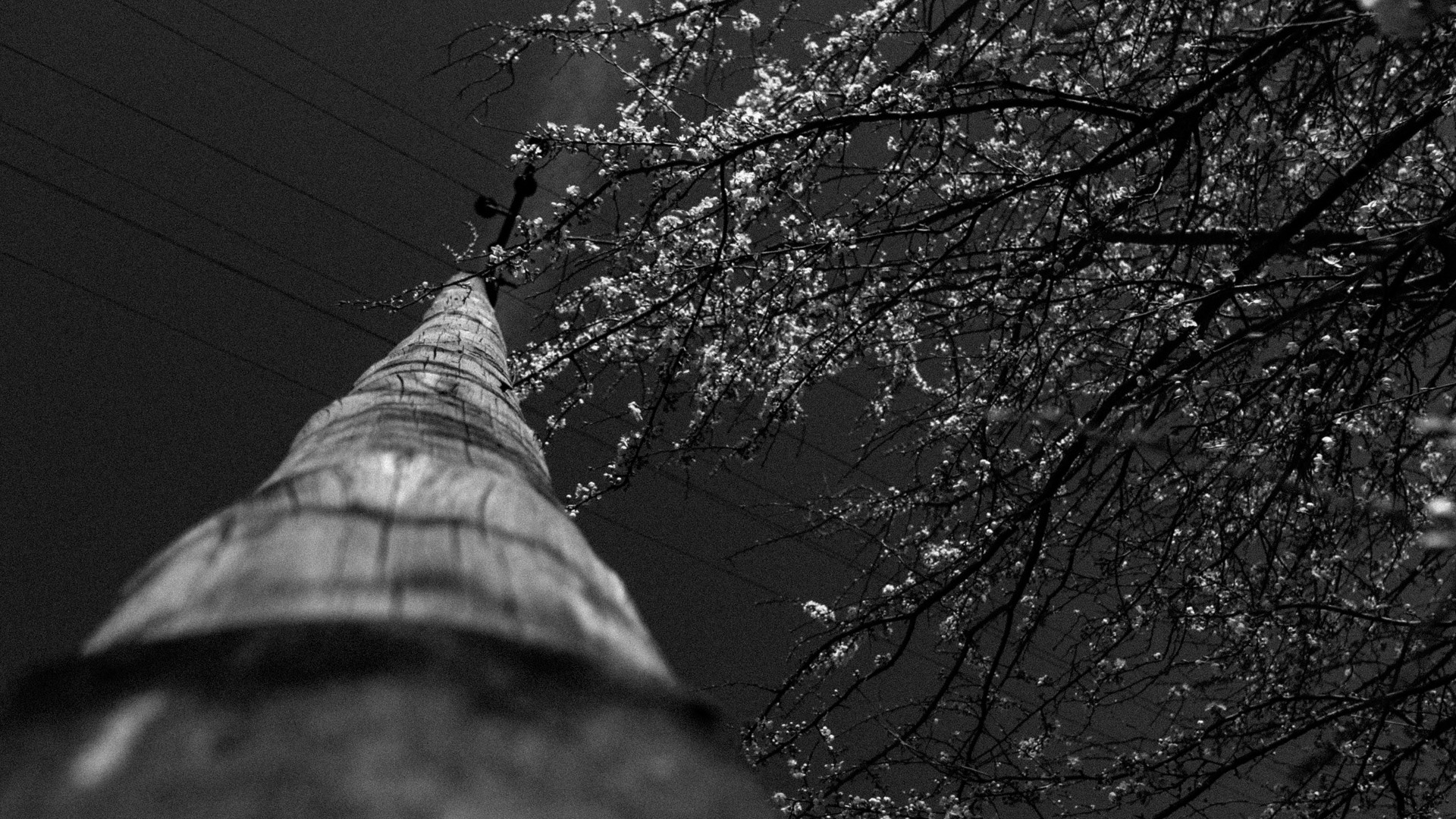 General 1920x1080 trees blossoms wires monochrome power lines Poland utility pole worm's eye view low-angle