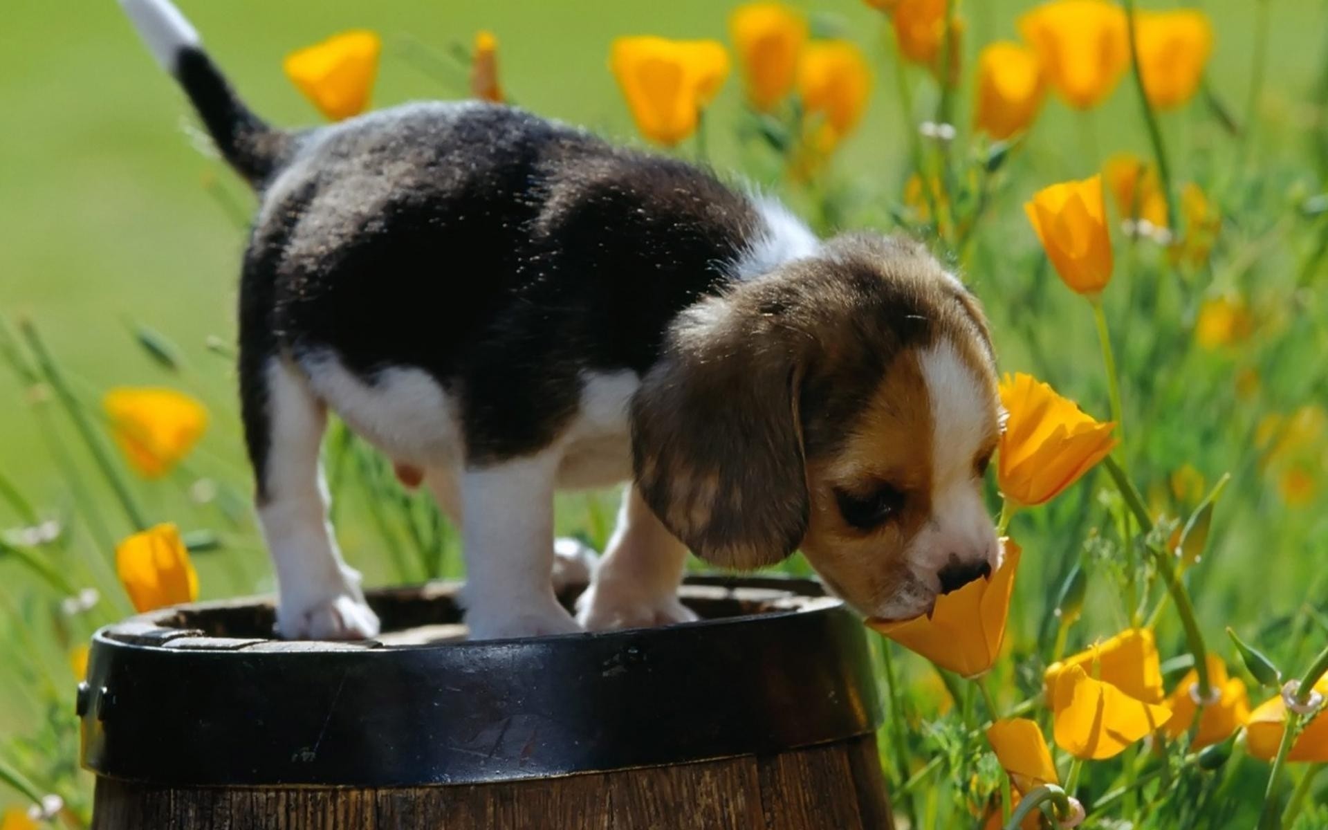 General 1920x1200 nature animals baby animals puppies dog yellow flowers field barrels Beagles mammals closeup