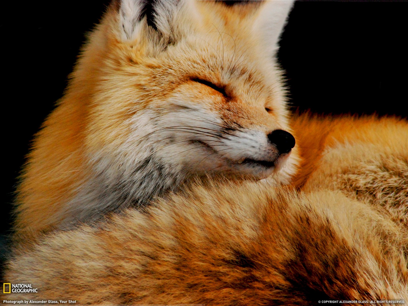 General 1600x1200 animals fox National Geographic mammals