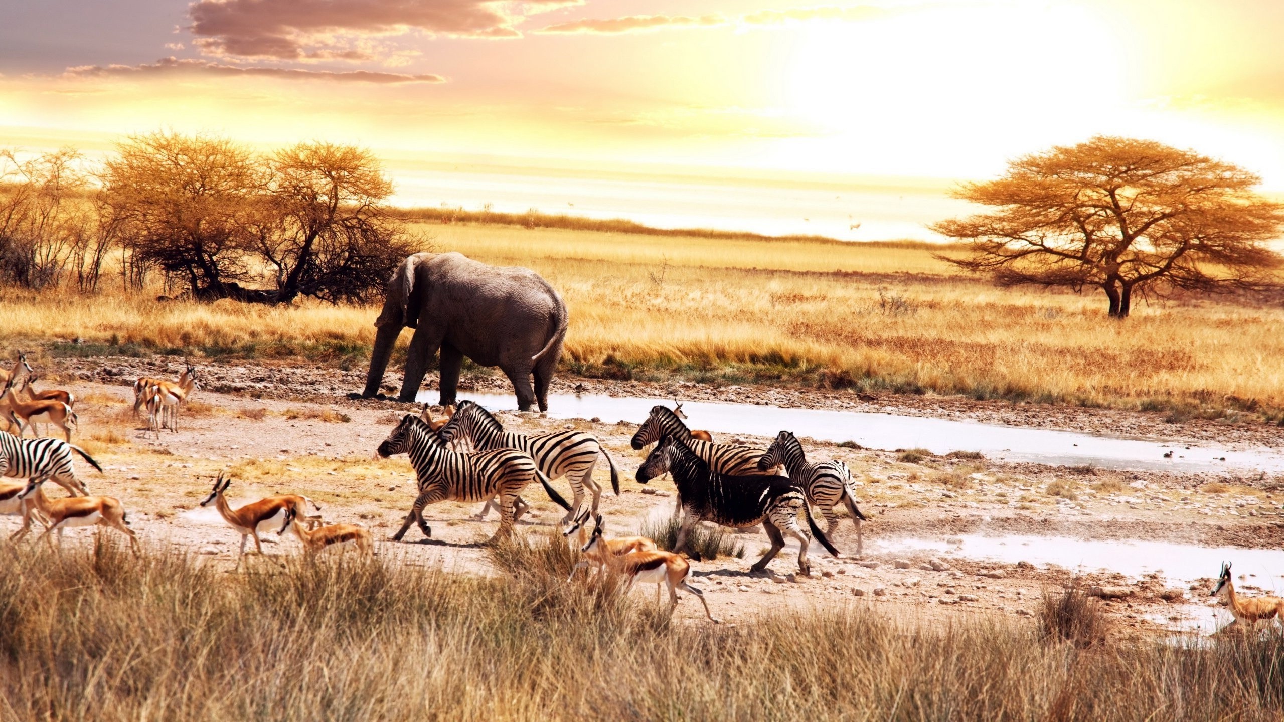 General 2560x1440 Africa elephant zebras wildlife animals savannah mammals nature landscape sunlight dry grass