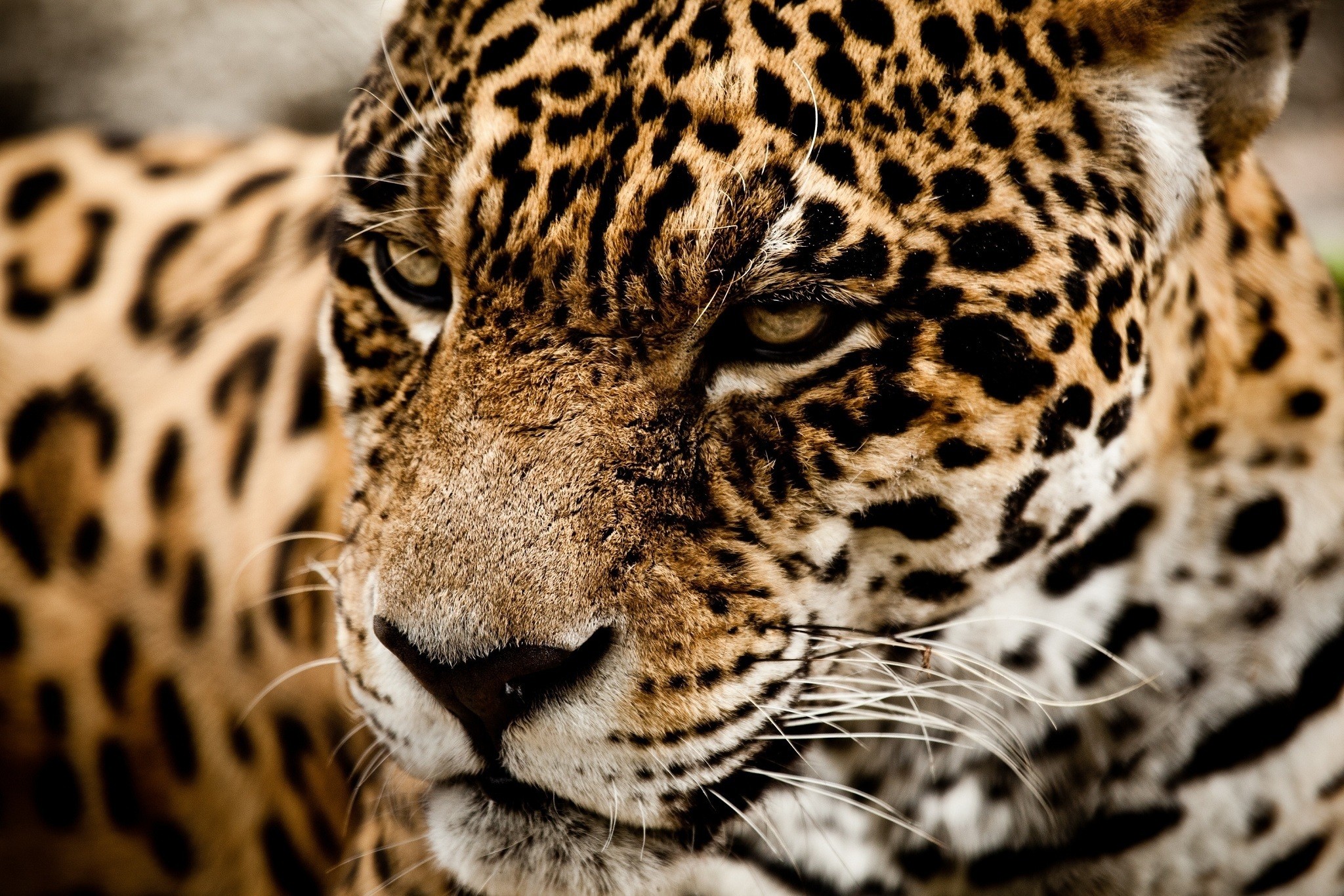 General 2048x1365 animals jaguars closeup feline big cats mammals nature