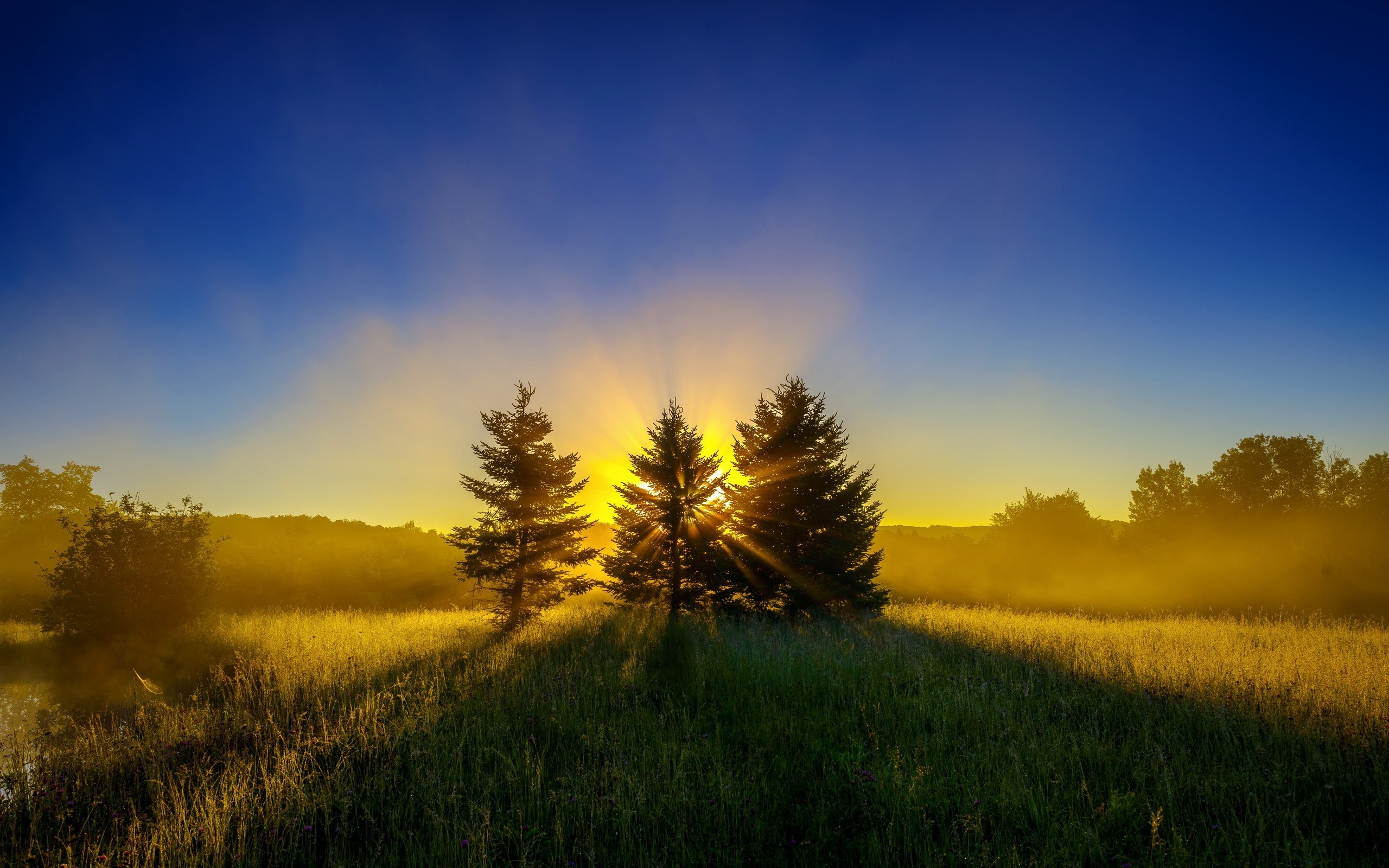 General 2560x1600 pine trees mist morning sunrise sunlight sky field outdoors