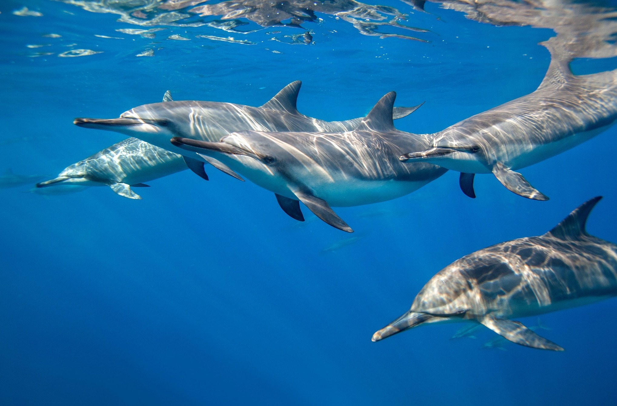 General 2037x1341 animals nature dolphin underwater mammals sea