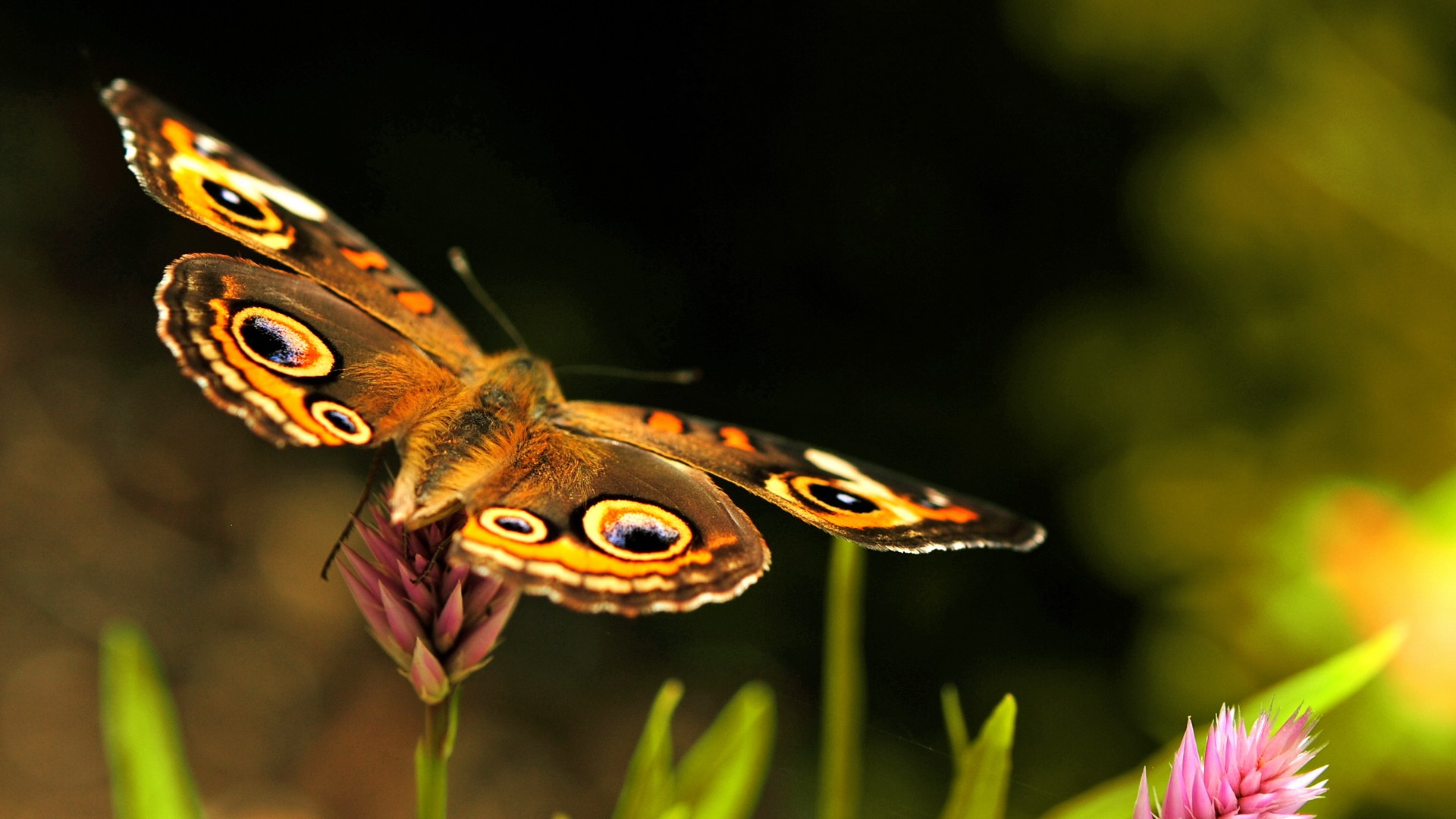 General 1920x1080 butterfly animals insect