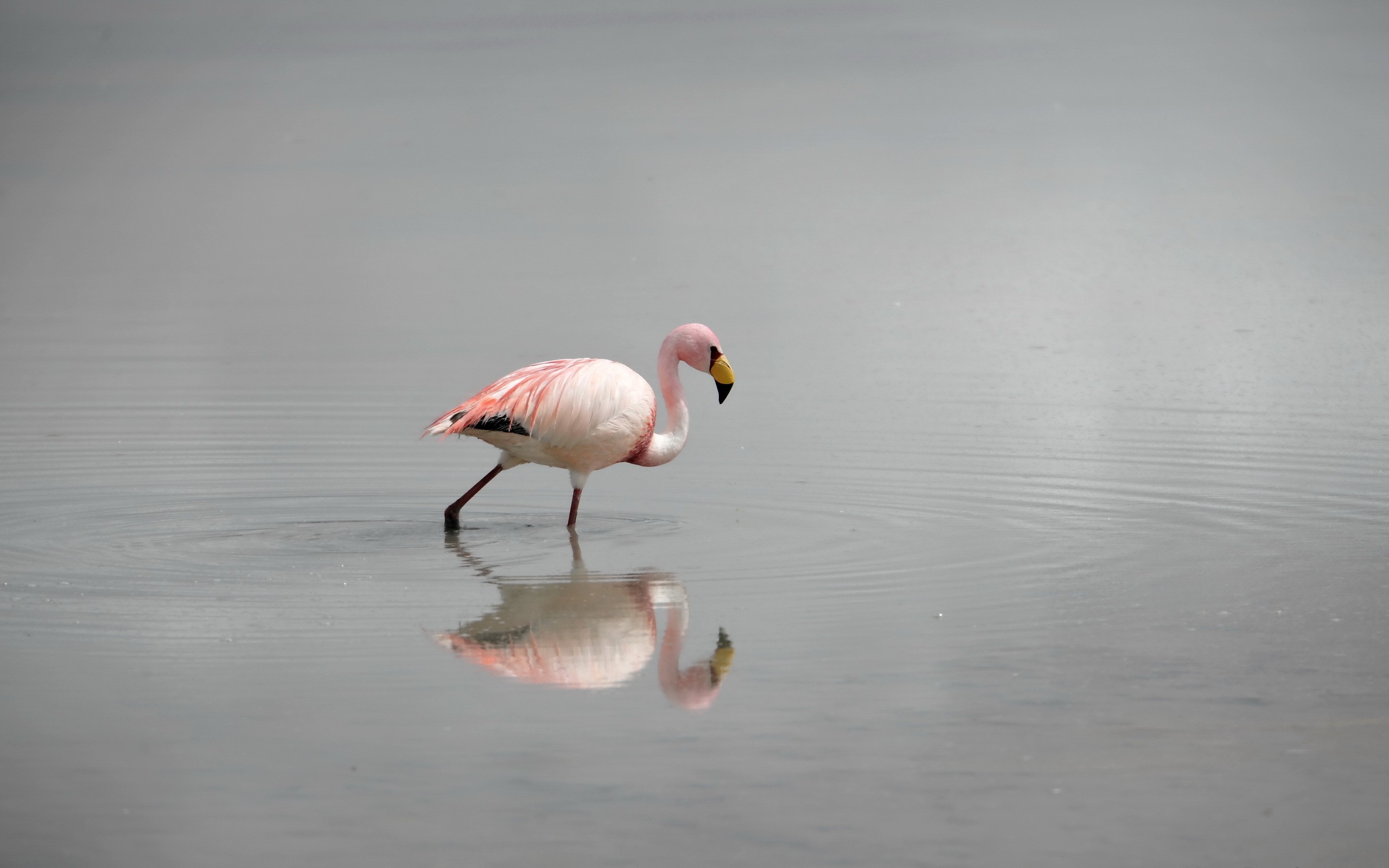 General 2560x1600 flamingos birds reflection water animals in water