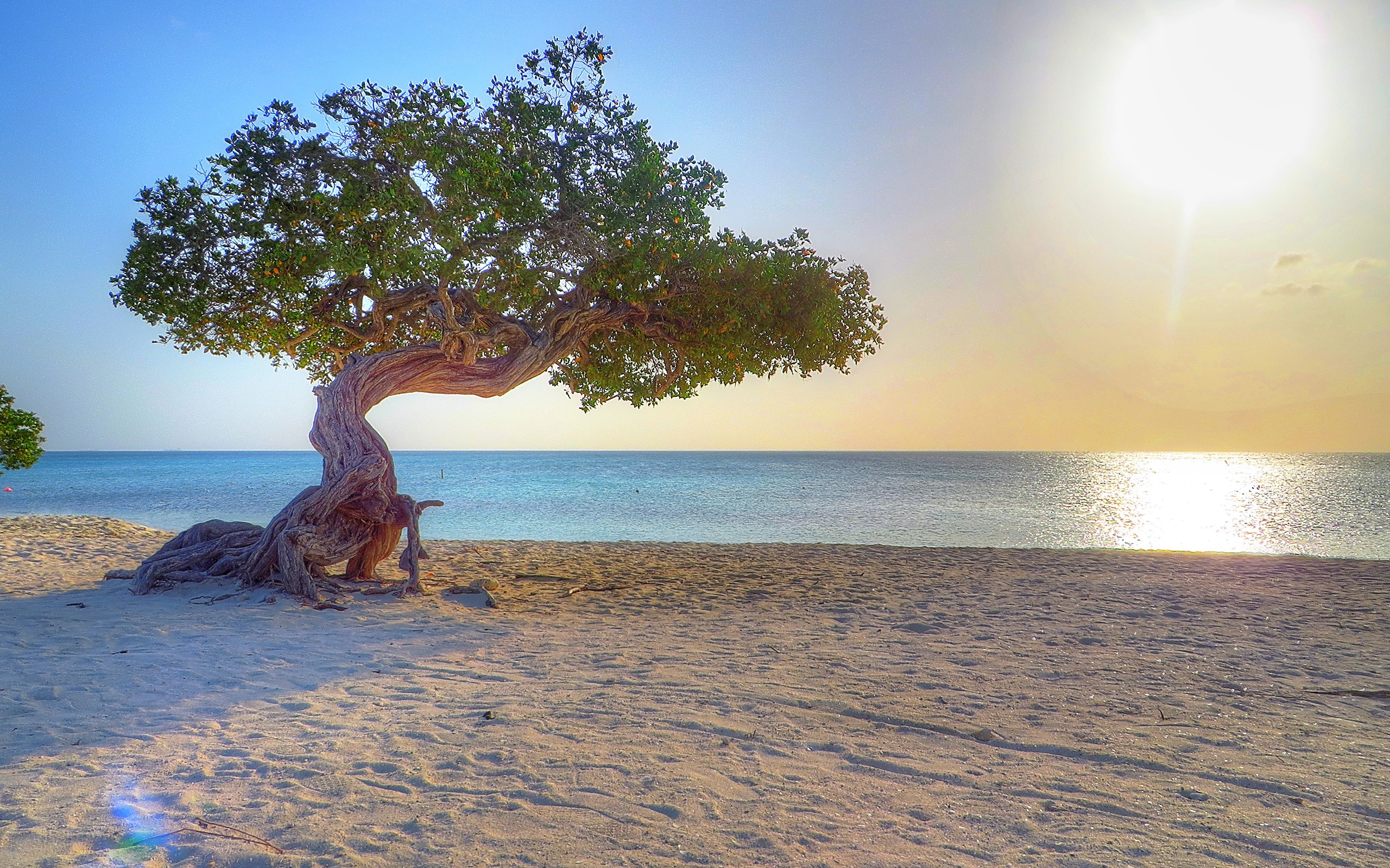 General 2560x1600 Aruba beach trees sea nature horizon