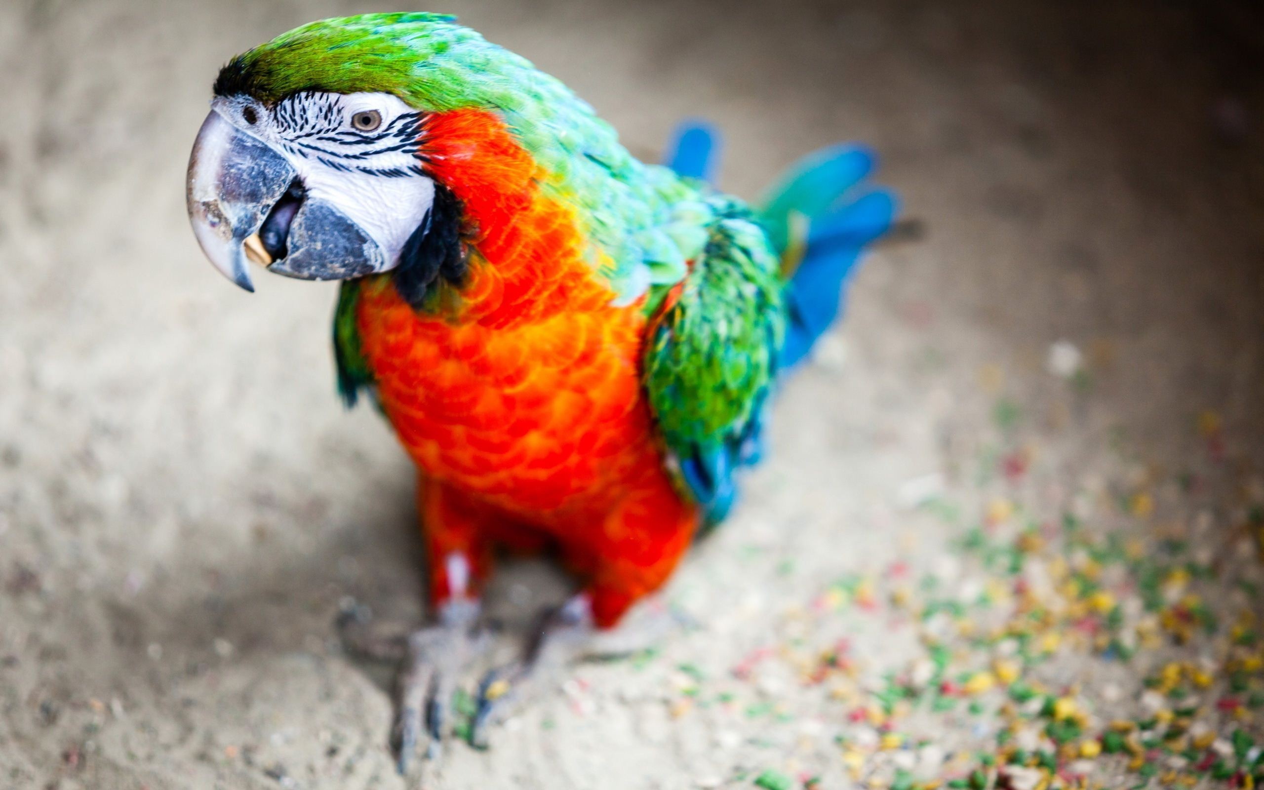 General 2560x1600 animals parrot colorful blurred birds depth of field macaws catalina macaw