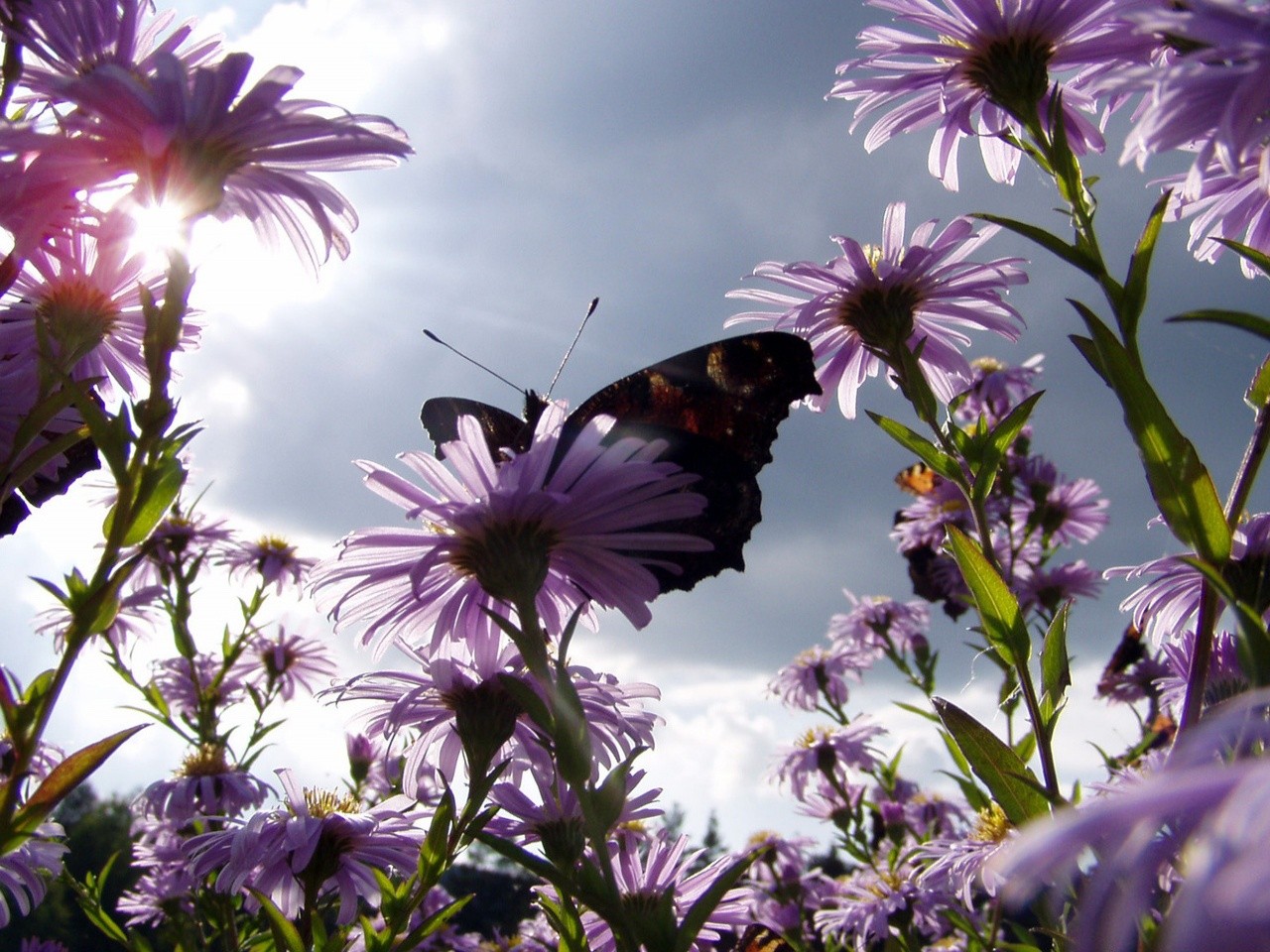 General 1280x960 butterfly purple flowers flowers nature sunlight worm's eye view low-angle insect