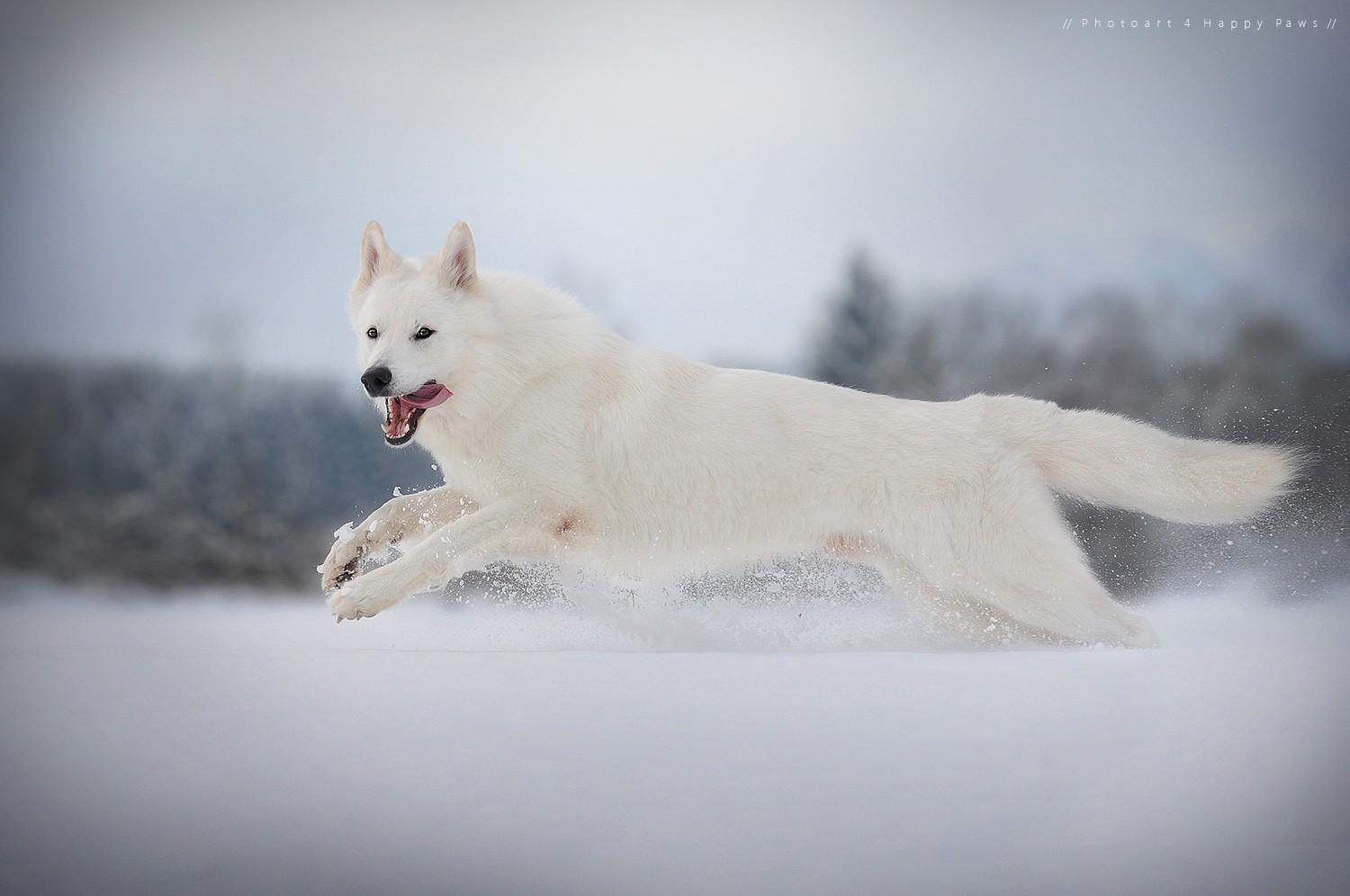 General 1500x996 snow winter dog swiss shepherd animals cold outdoors mammals watermarked