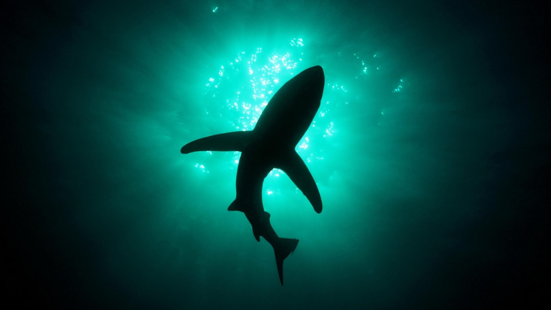 General 1920x1080 animals shark sea natural light underwater fish
