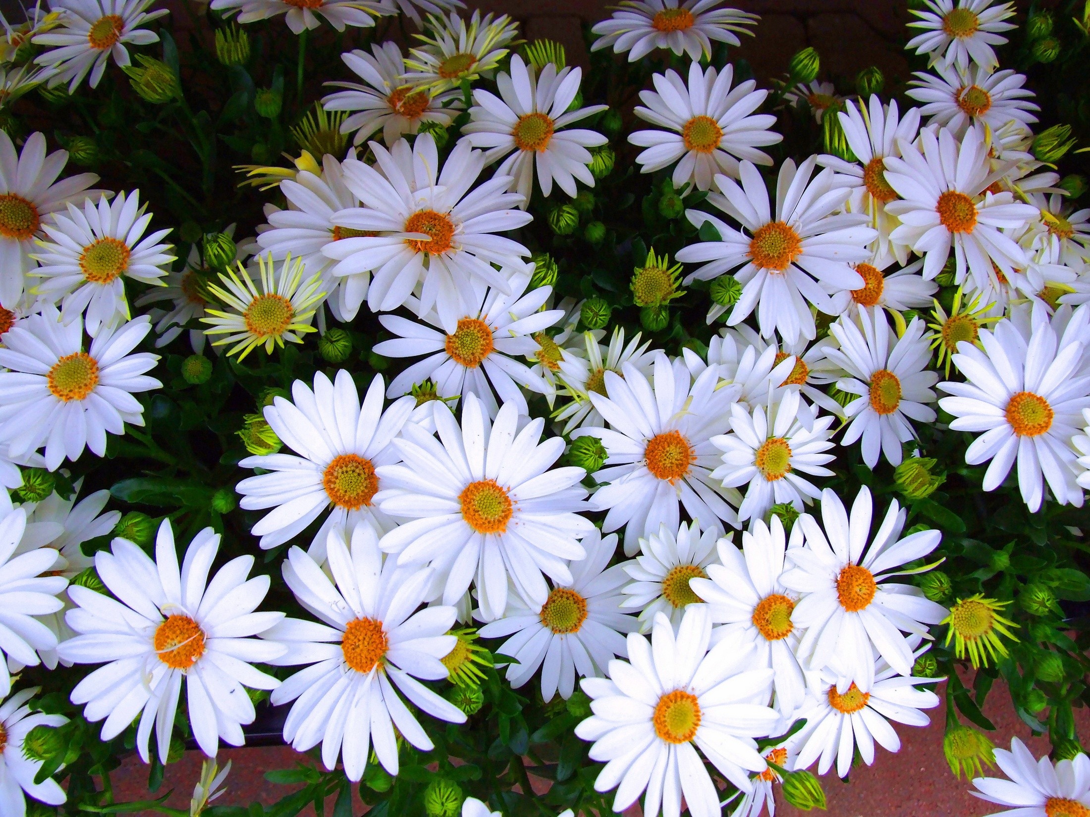 General 2200x1650 flowers plants white flowers