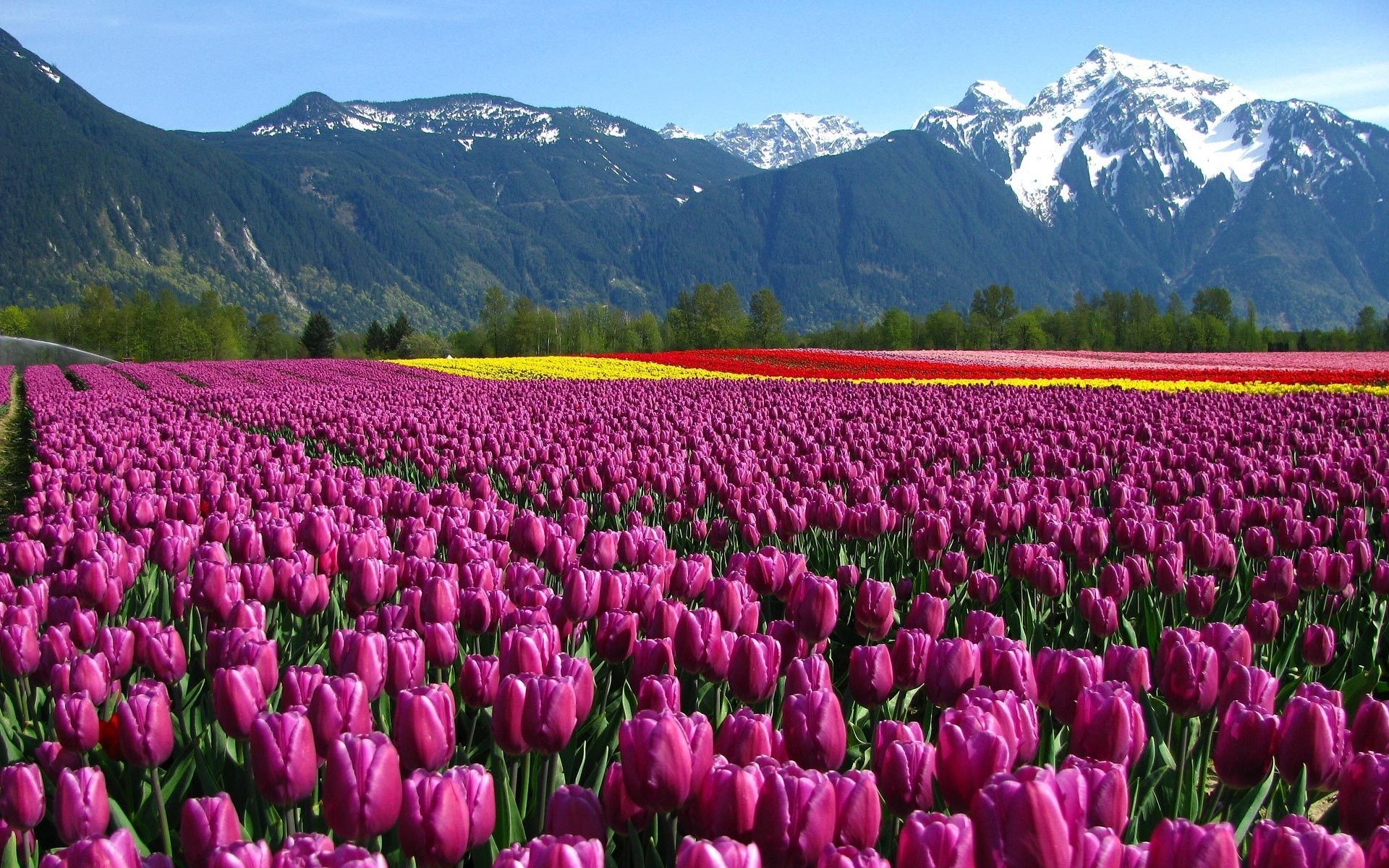 General 1920x1200 tulips flowers field landscape mountains Canada British Columbia Agro (Plants) plants snowy peak snowy mountain