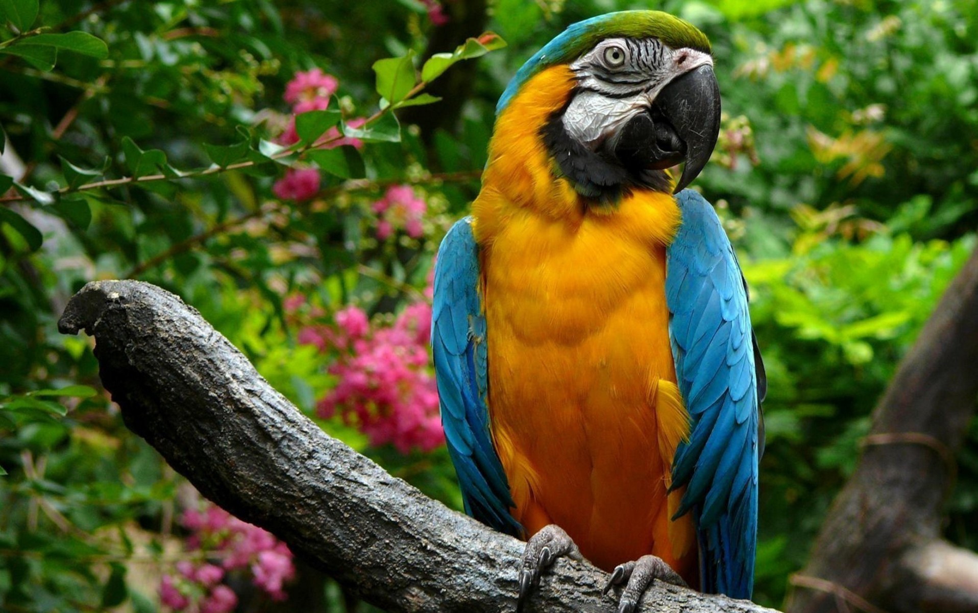 General 1916x1200 parrot animals birds Blue-and-Yellow Macaw macaws