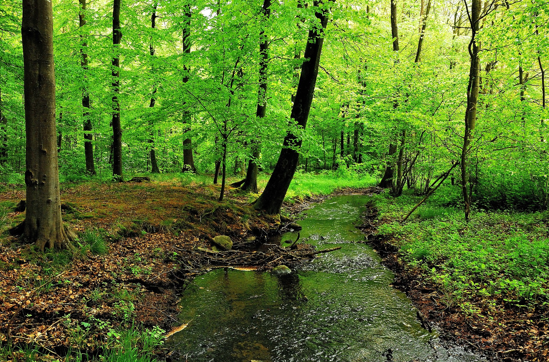 General 1920x1267 trees creeks forest wilderness green bright nature