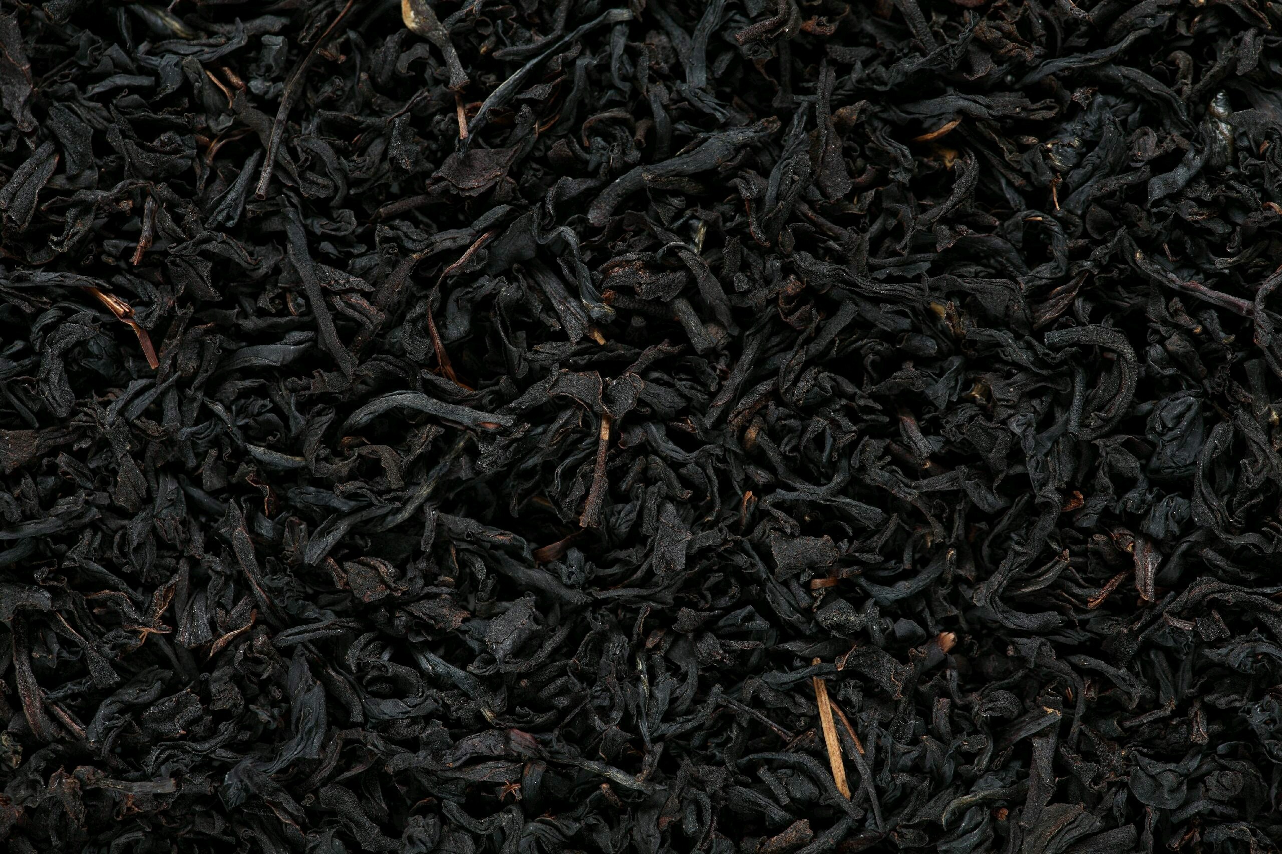 General 2560x1706 tea plant black dark plants dry 
