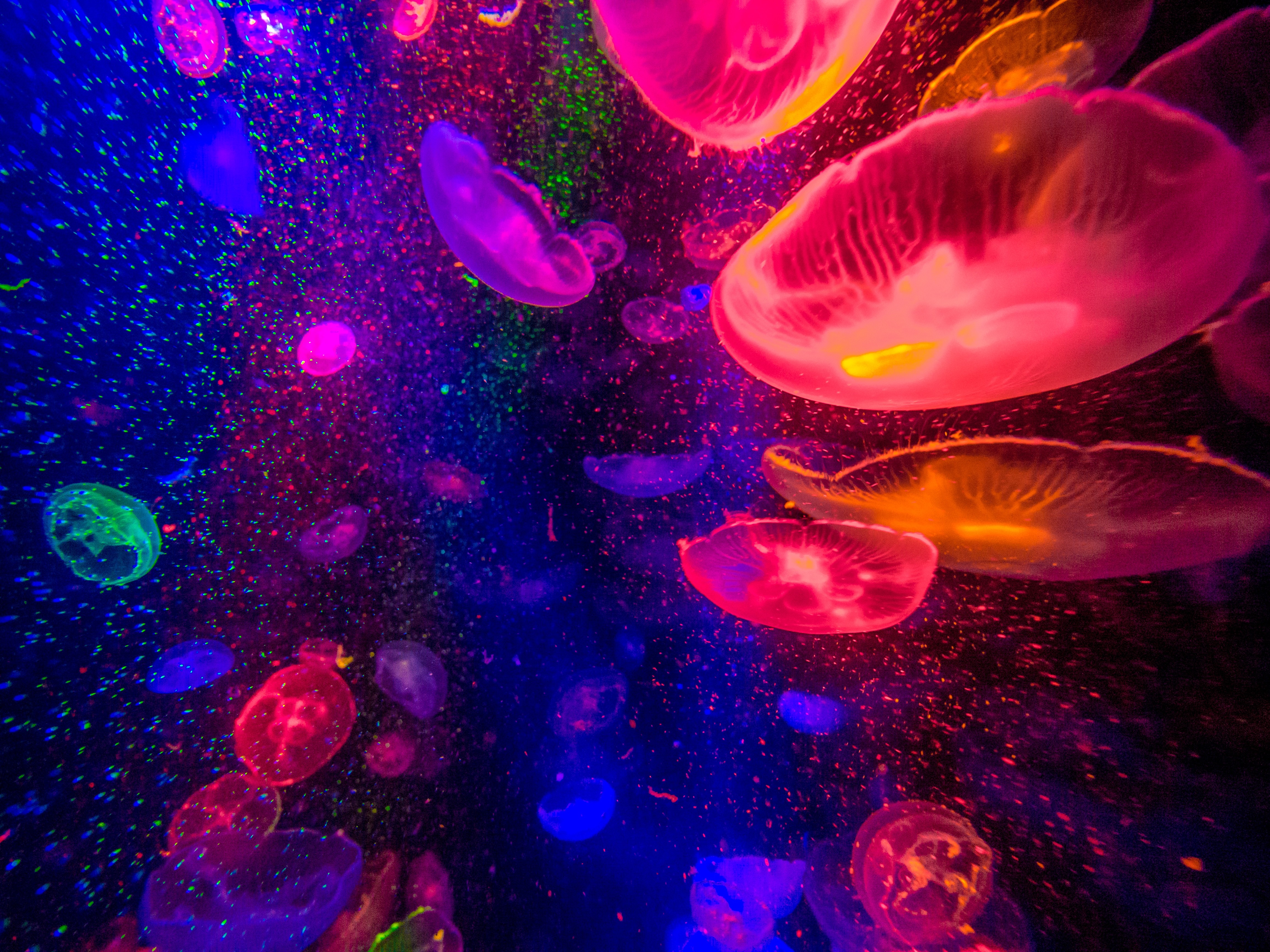 General 4608x3456 jellyfish colorful underwater sea life