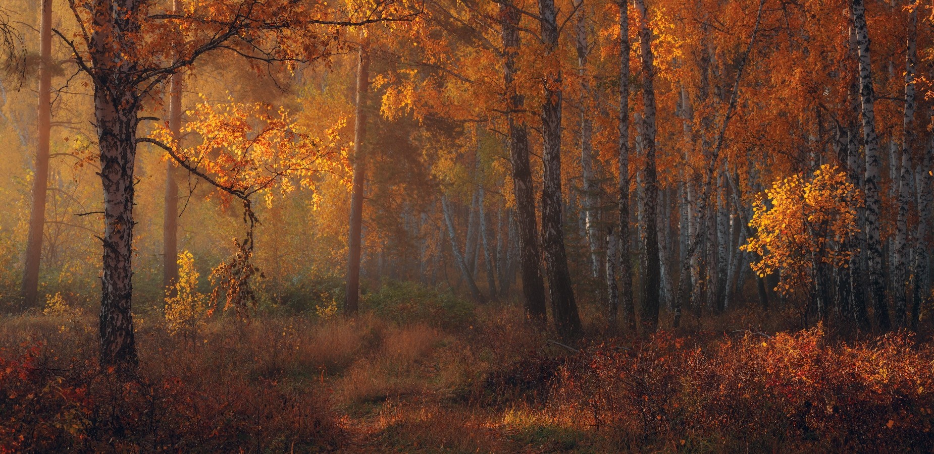 General 1850x900 nature fall forest amber leaves trees morning sunlight shrubs