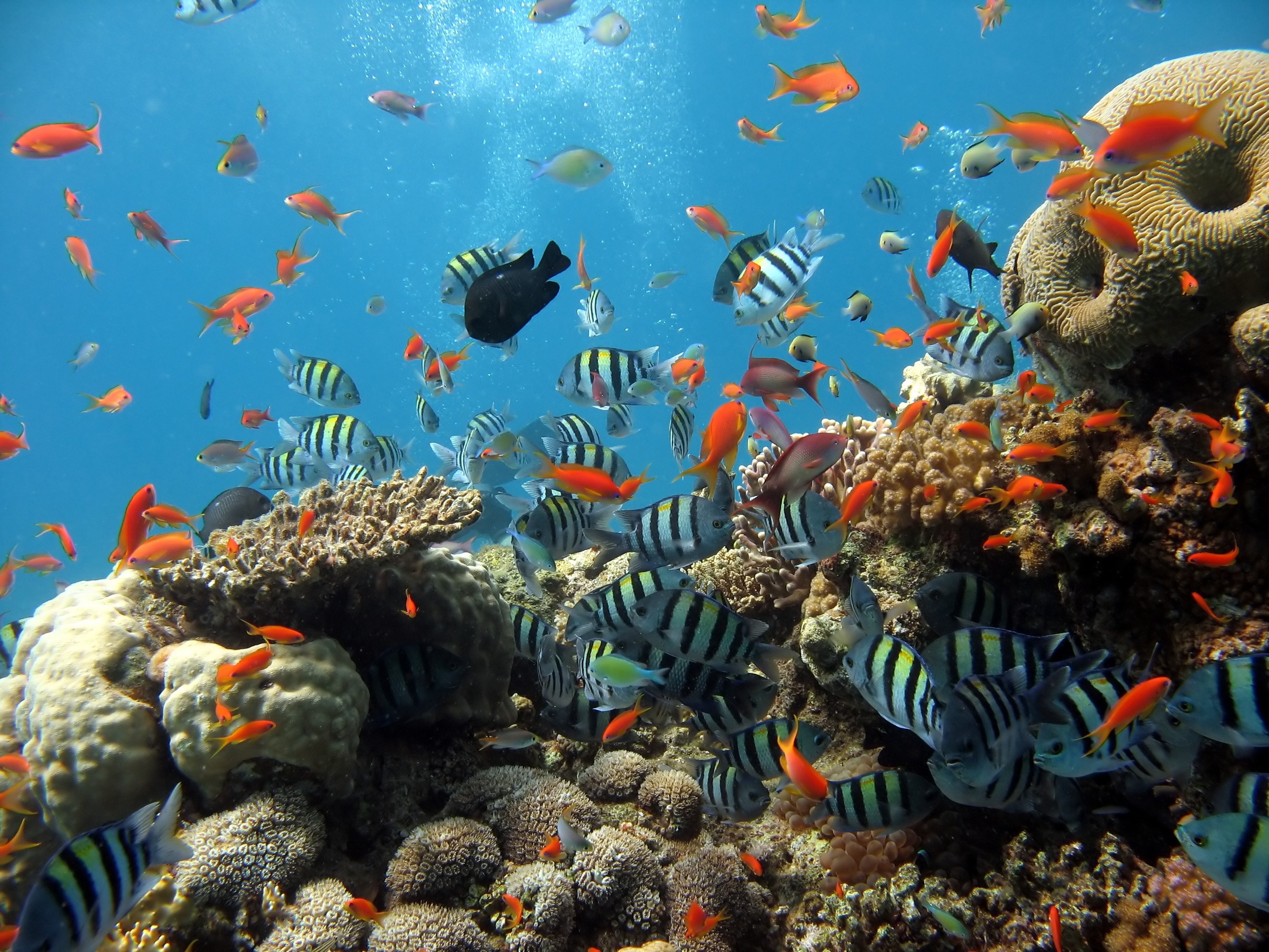 General 2592x1944 fish underwater tropical fish sea life animals coral