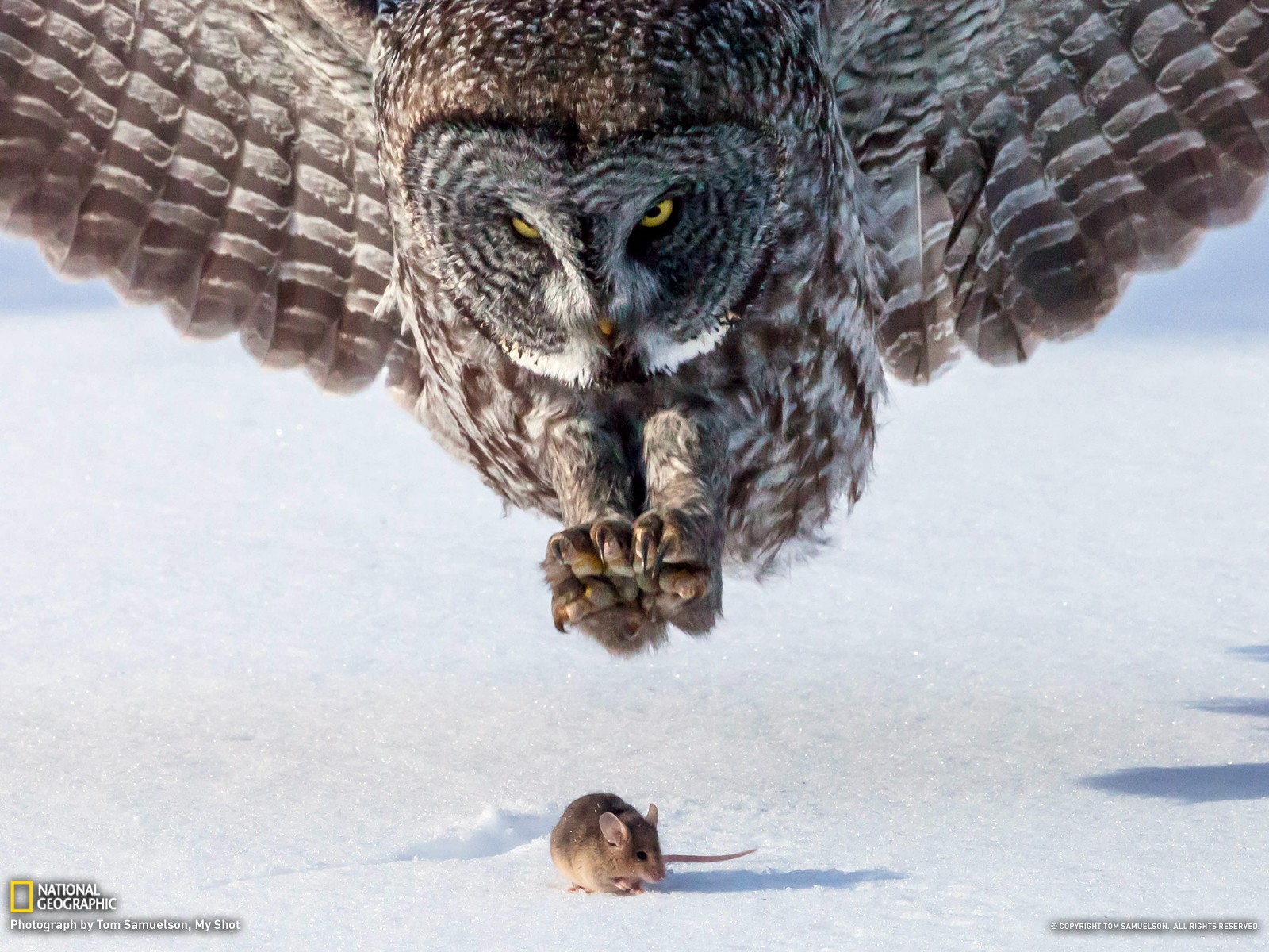 General 1600x1200 owl National Geographic birds snow mice winter wildlife animals mammals closeup watermarked