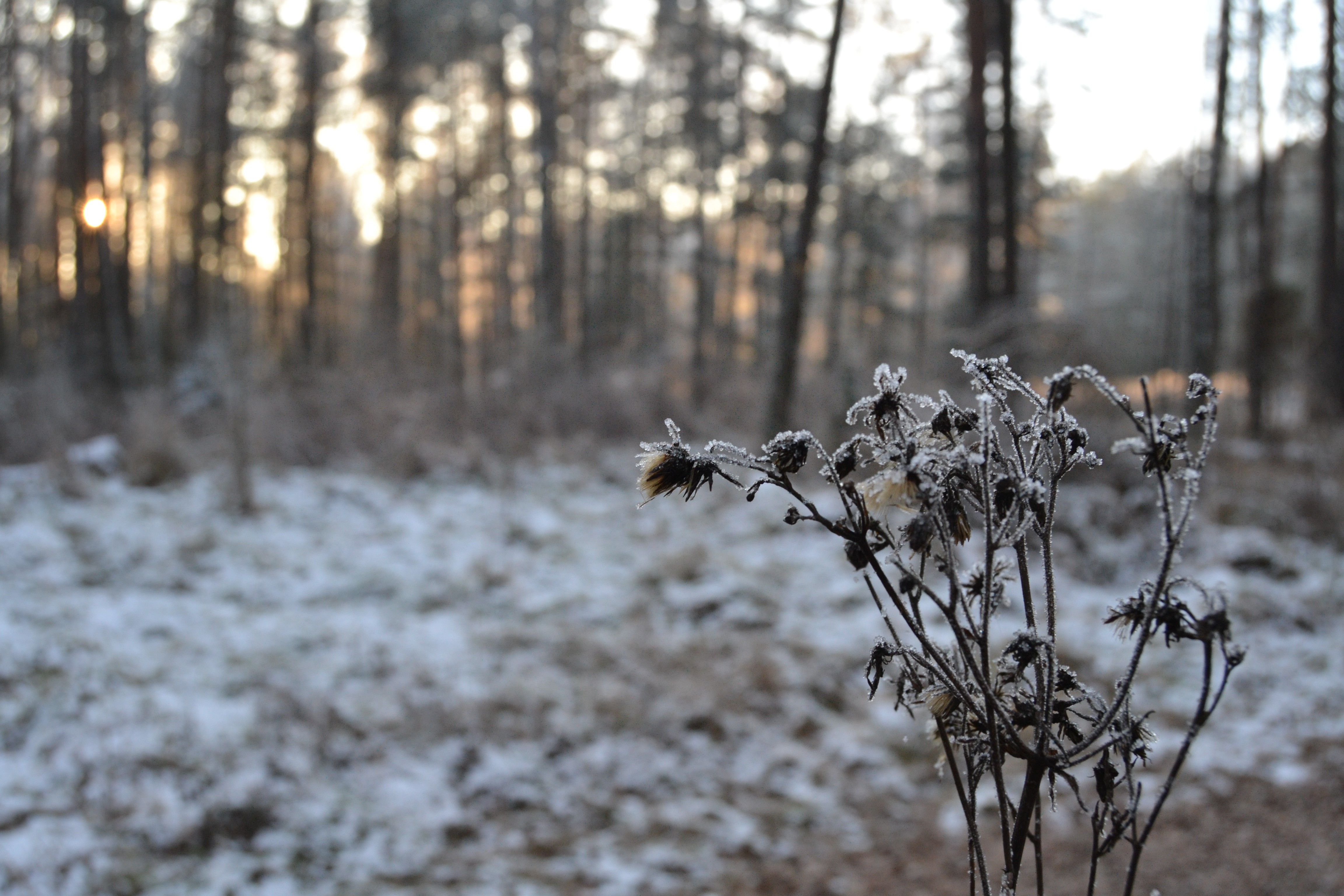General 4608x3072 winter plants cold outdoors ice snow nature frost