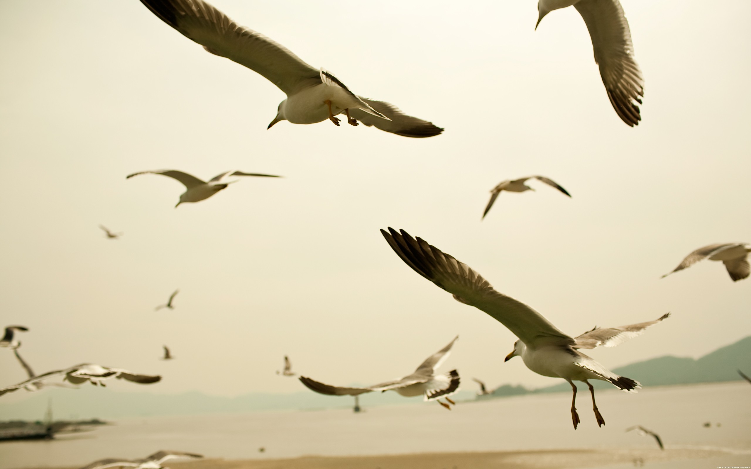 General 2560x1600 birds seagulls animals flying beige beach