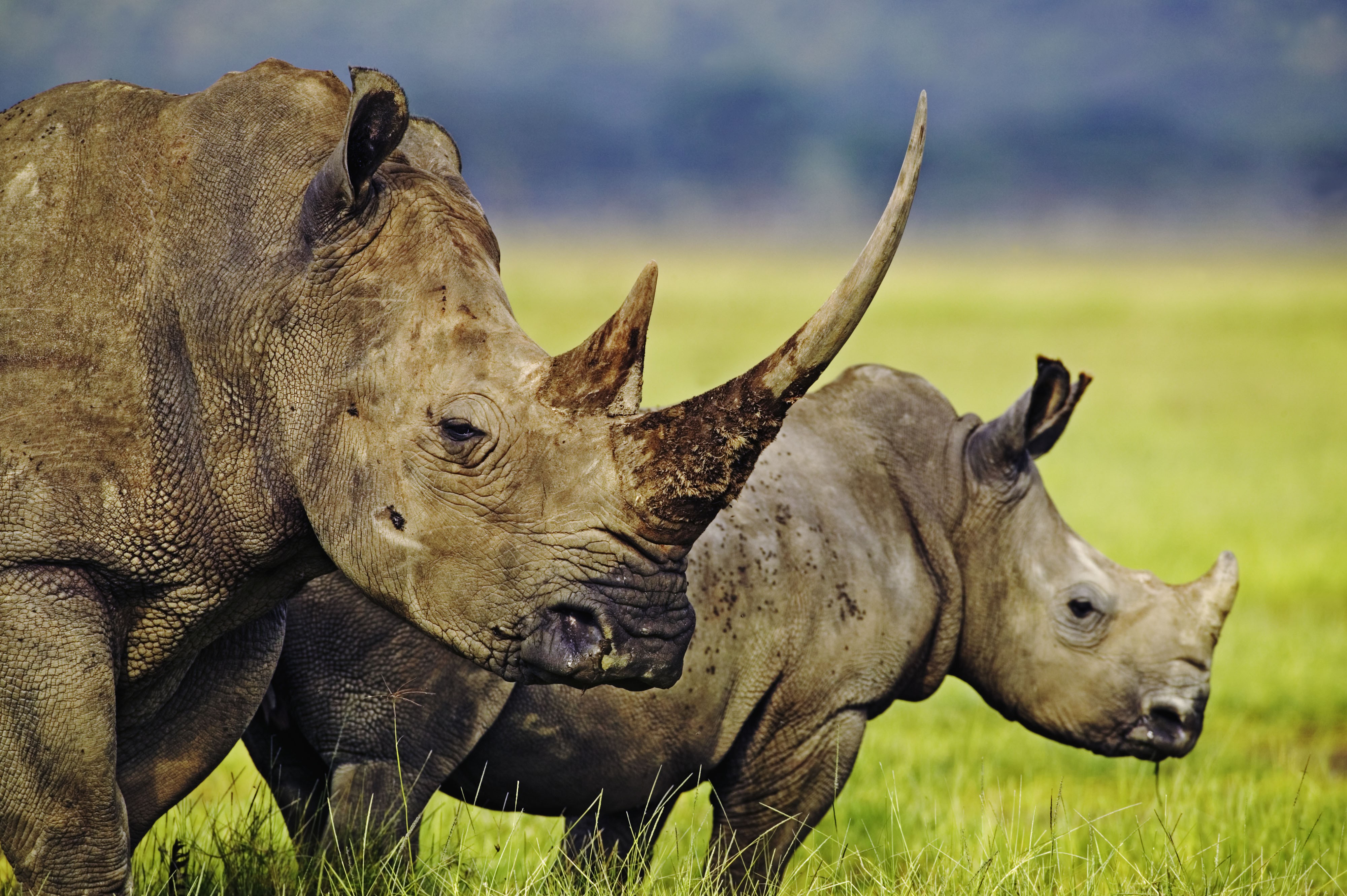 General 4000x2661 rhino animals mammals