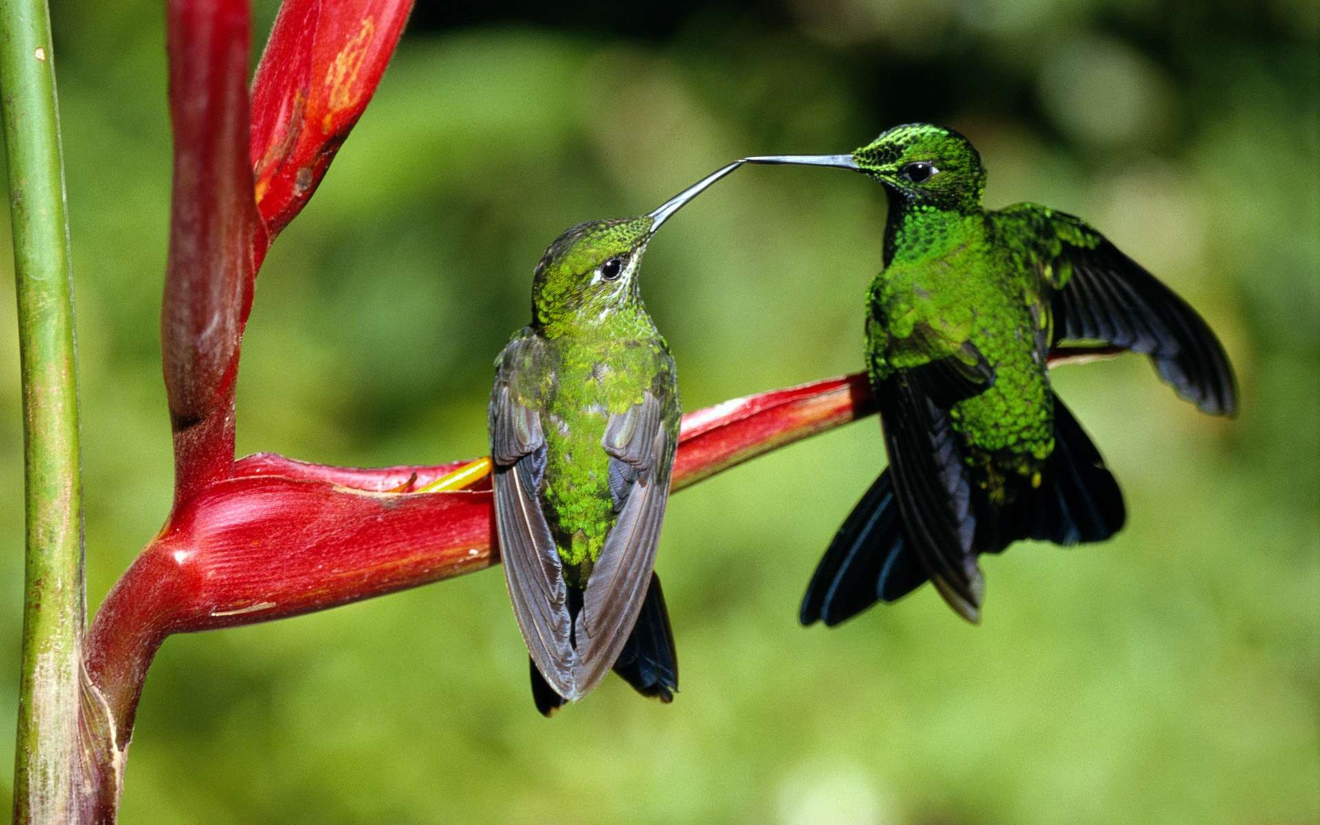 General 1920x1200 hummingbirds birds animals closeup