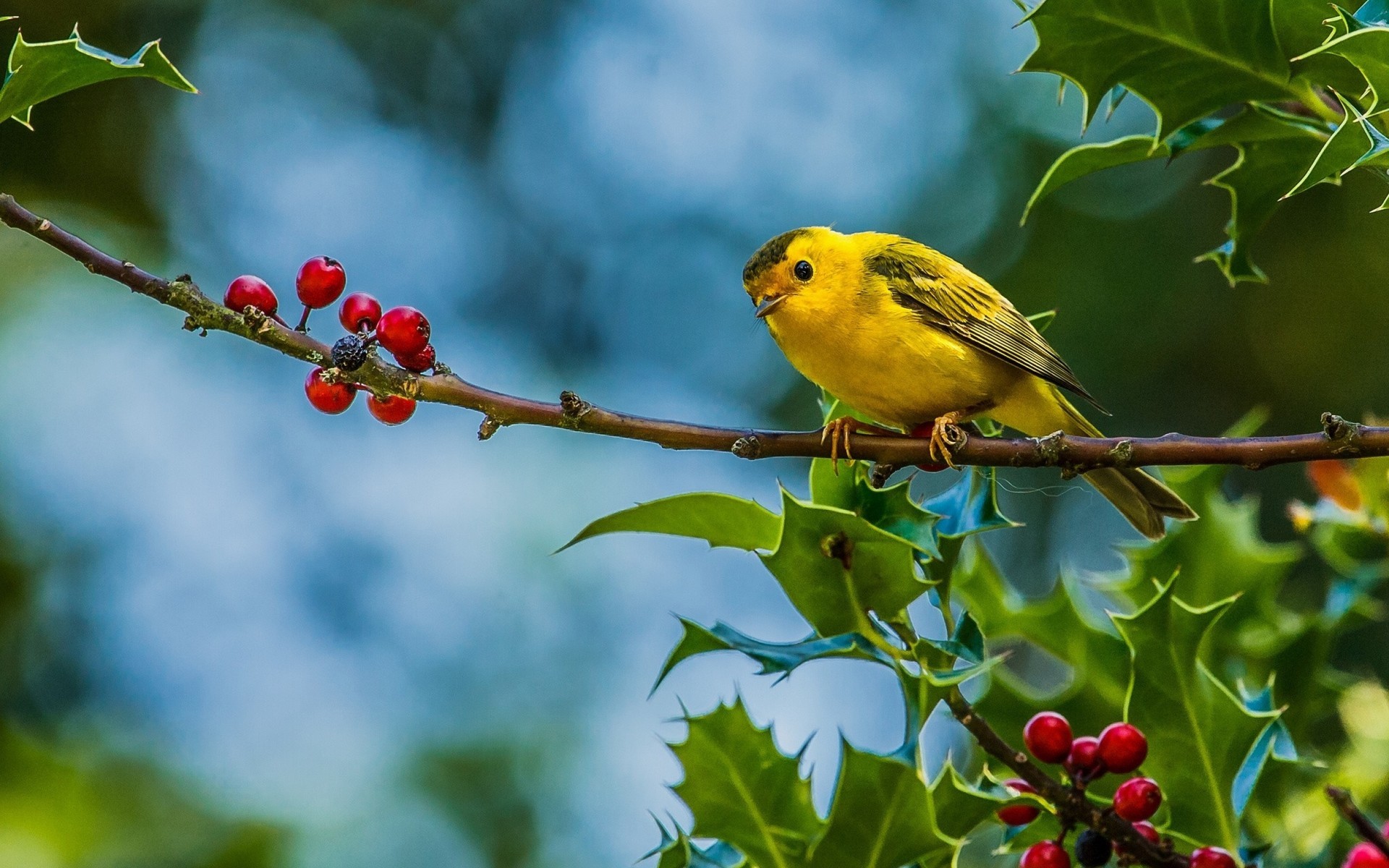 General 1920x1200 birds animals fruit branch yellow plants vibrant Warbler closeup