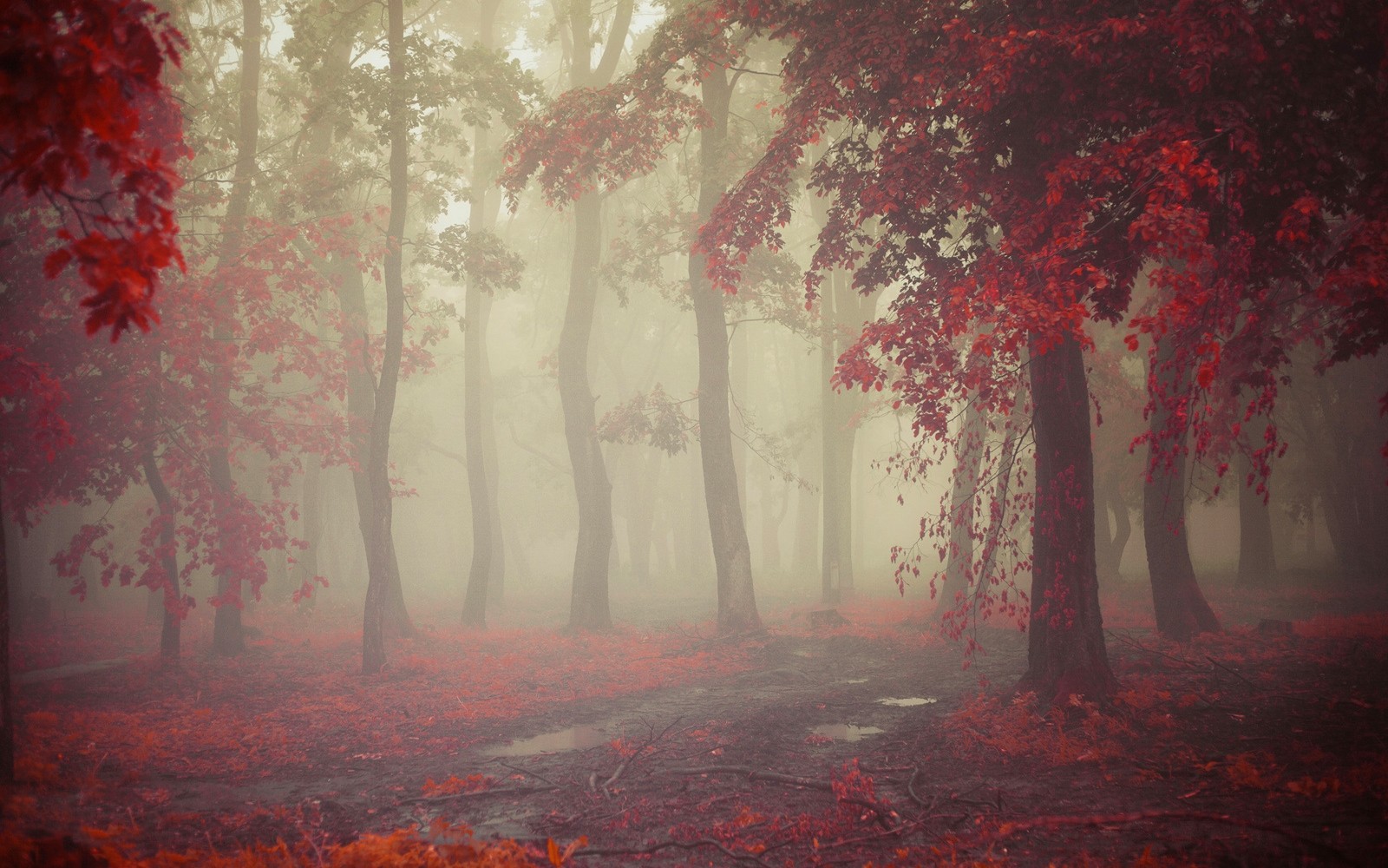 General 1600x1000 mist fall morning nature leaves red path trees rain red leaves puddle dirt