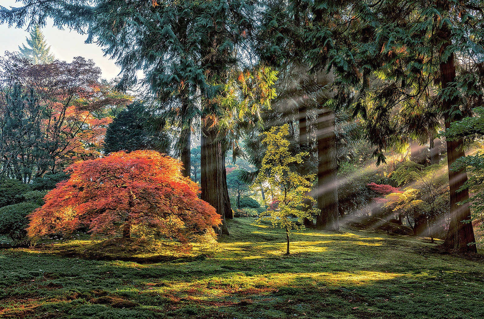 General 1600x1057 garden trees maple leaves sun rays park morning grass nature landscape