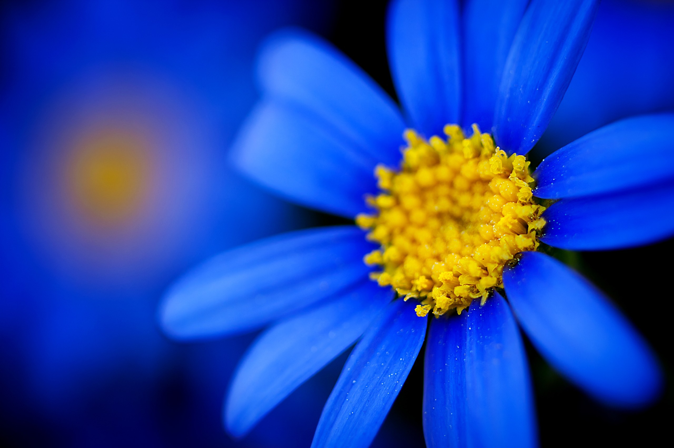 General 2560x1700 macro flowers blue flowers blue plants