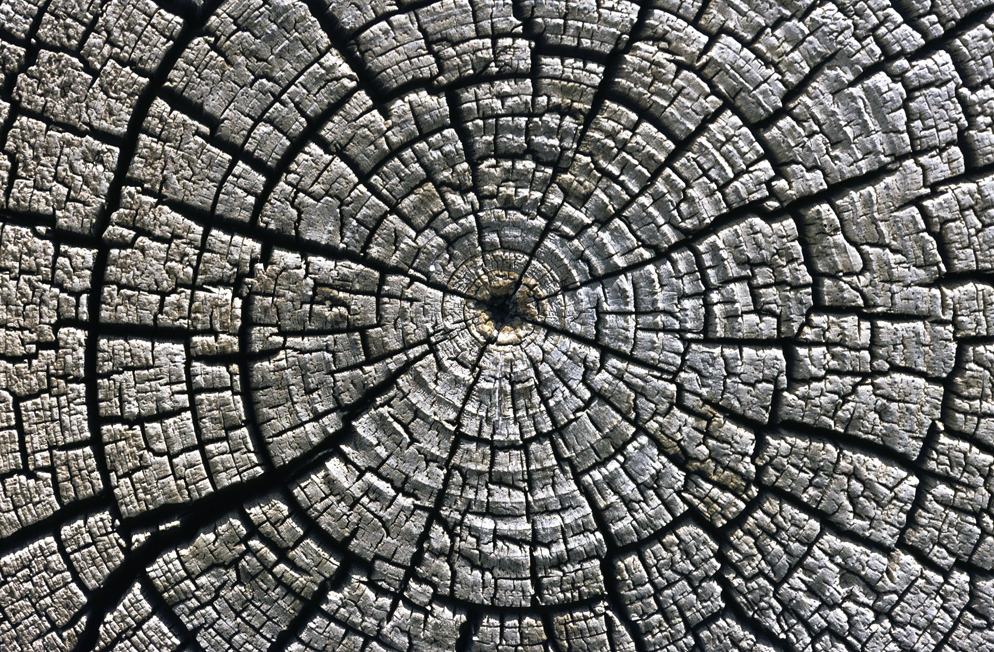 General 1969x1291 wood texture pattern tree rings