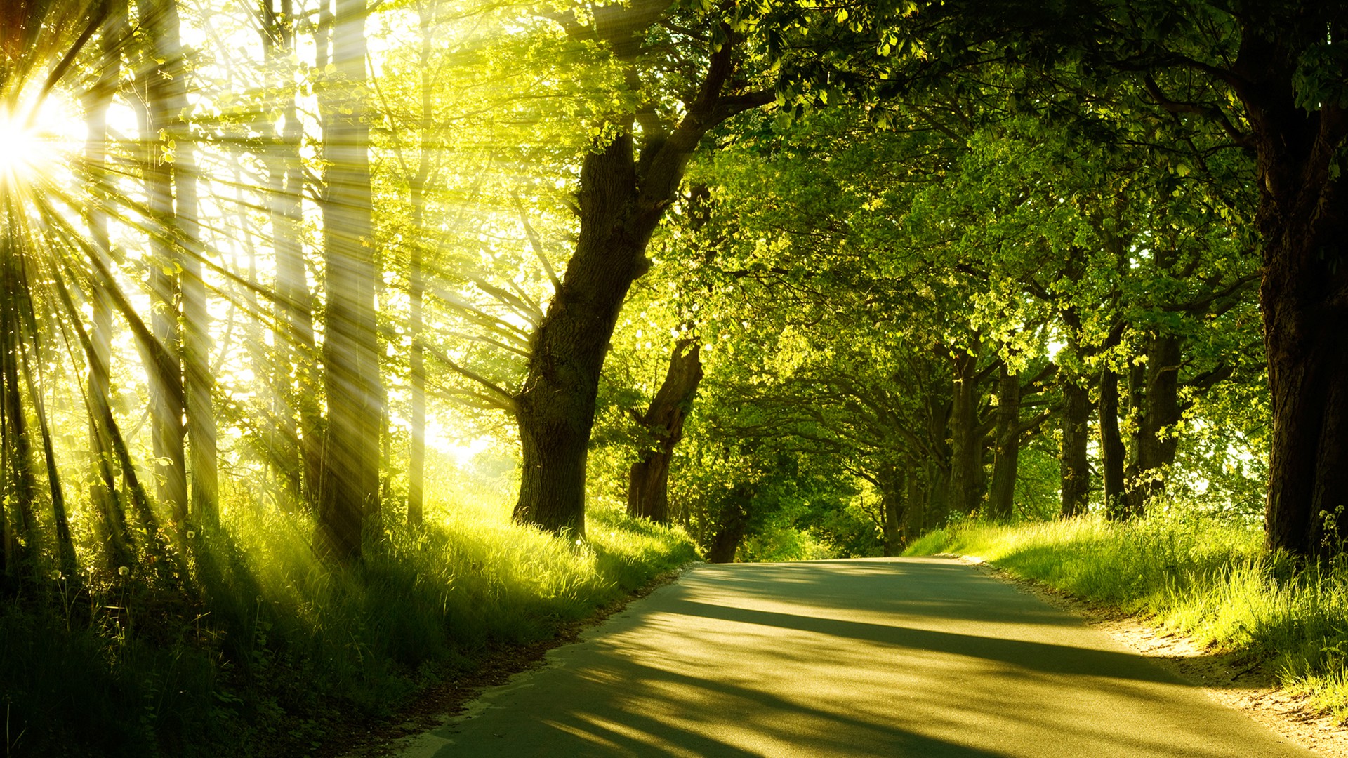 General 1920x1080 nature sunlight trees road landscape sun rays green