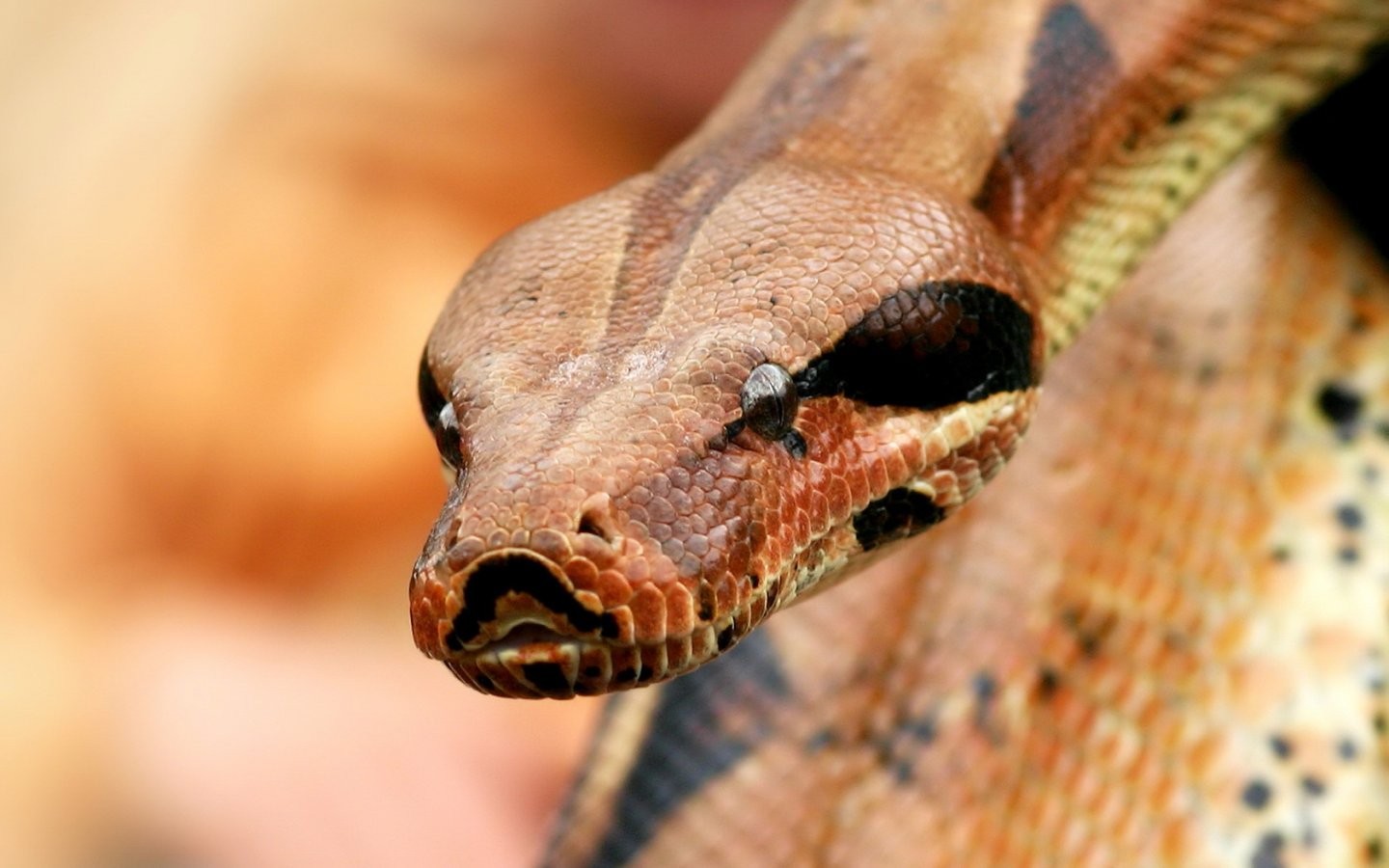 General 1440x900 reptiles snake python animals macro brown scales