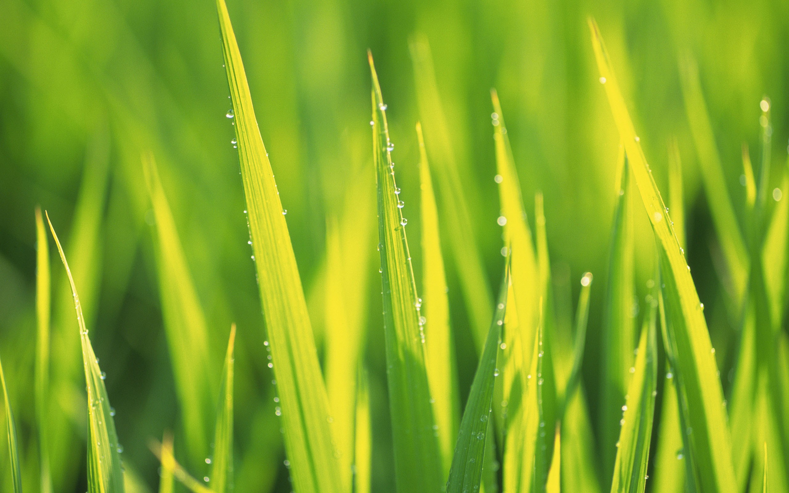 General 2560x1600 water drops grass plants green background