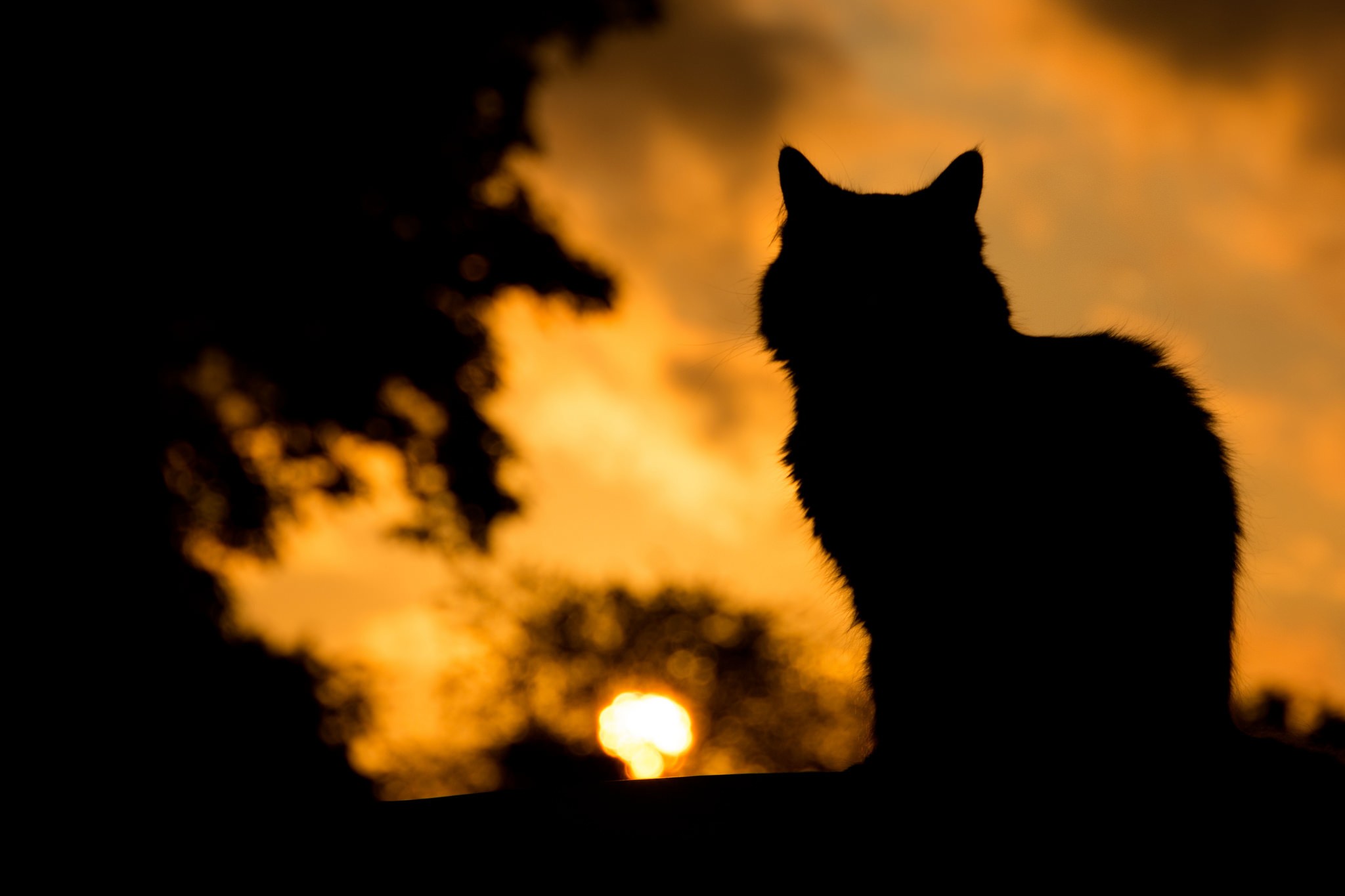 General 2048x1365 dark cats animals mammals silhouette sunset yellow outdoors sunlight feline low light closeup