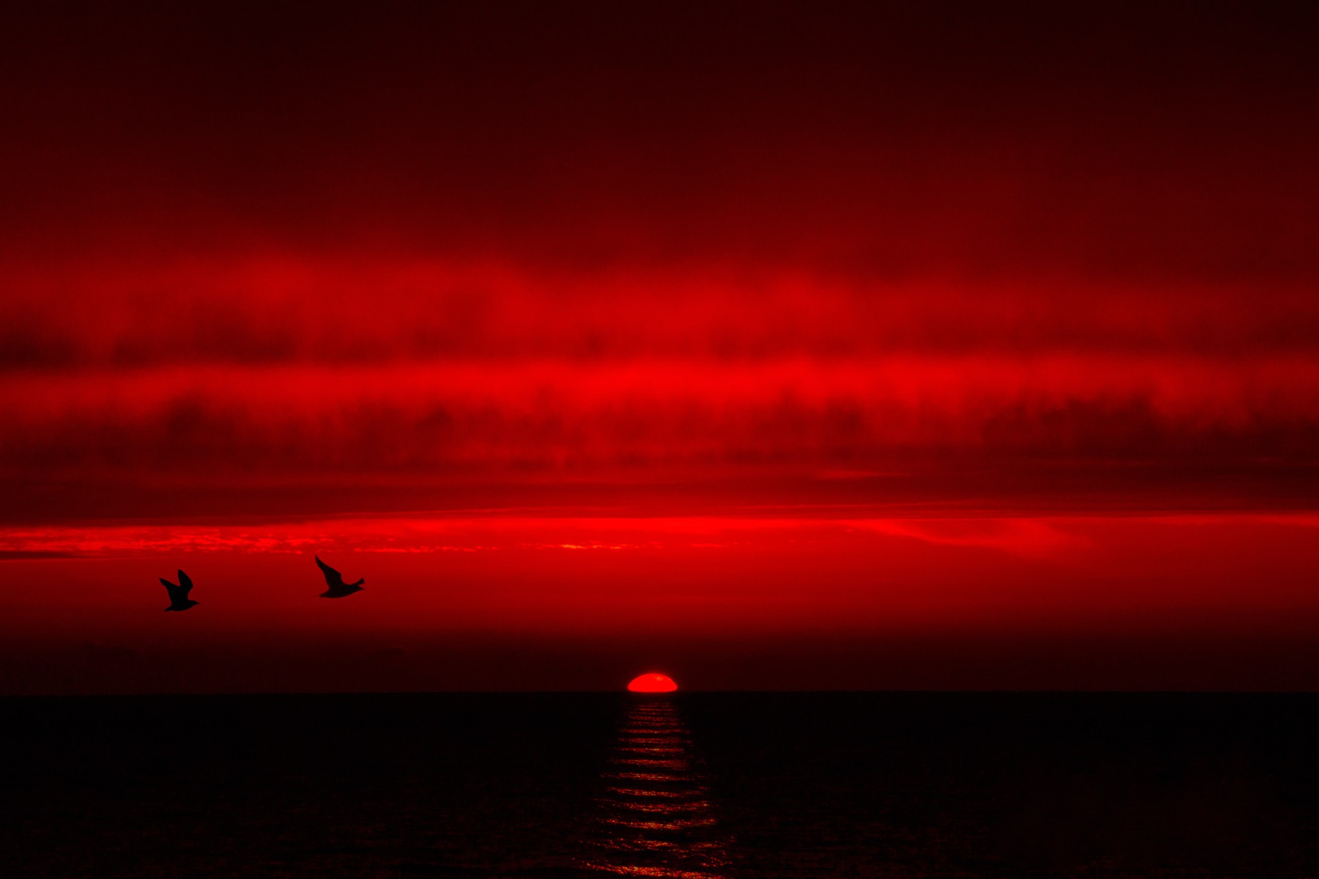General 1920x1280 sea night Sun red sky dark birds animals horizon sunlight red sky low light