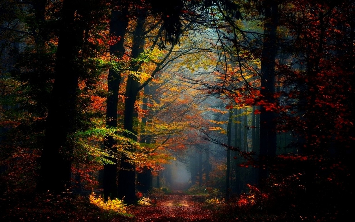 General 1230x768 nature fairy tale mist forest fall colorful leaves path trees sunlight atmosphere