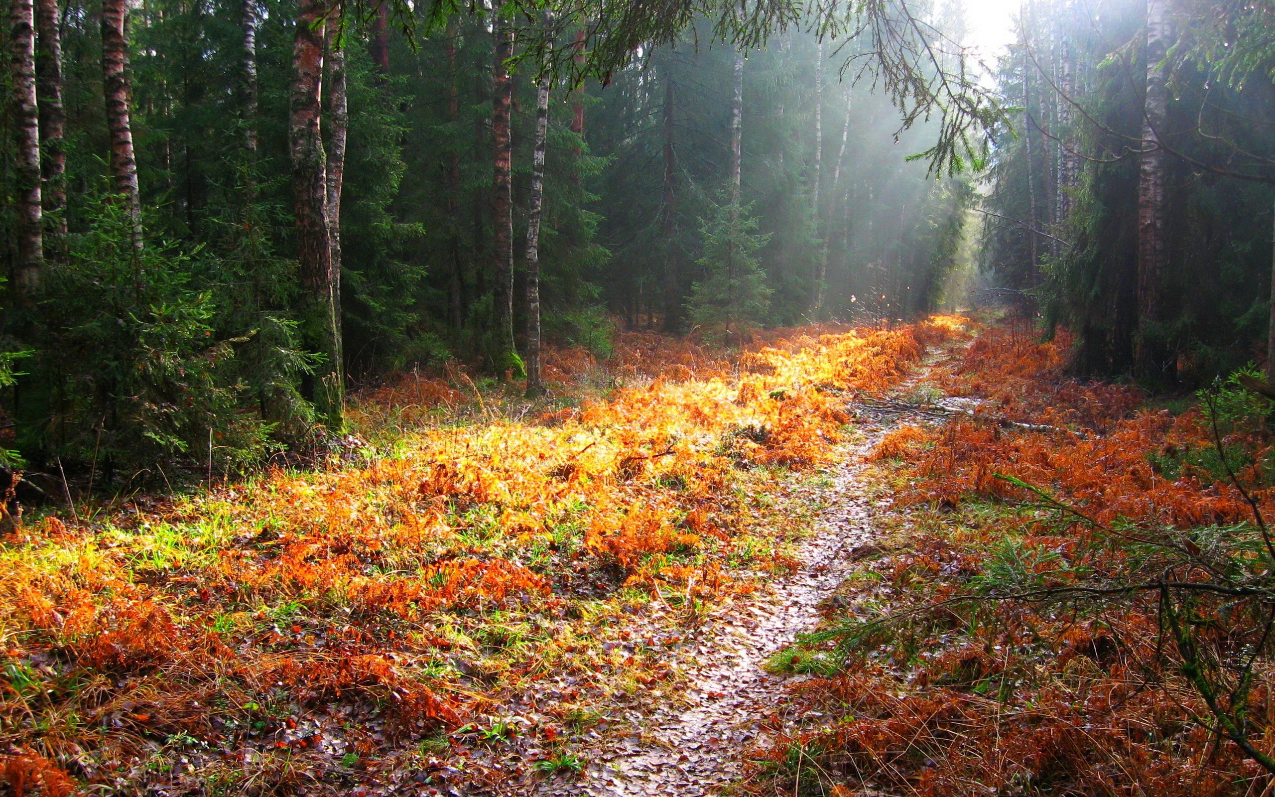 General 2560x1600 fall trees path nature outdoors plants
