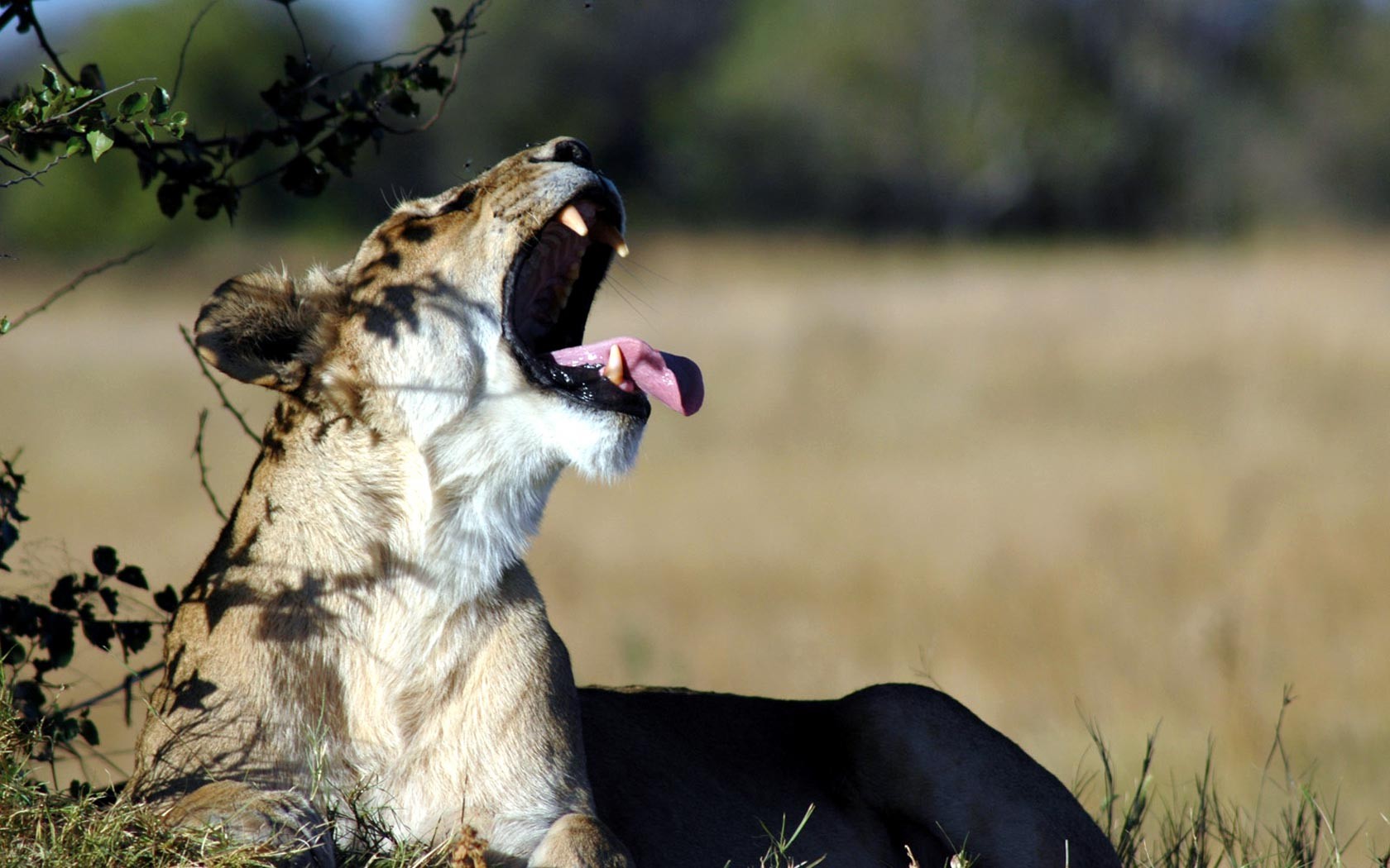 General 1680x1050 lion big cats animals mammals yawning nature