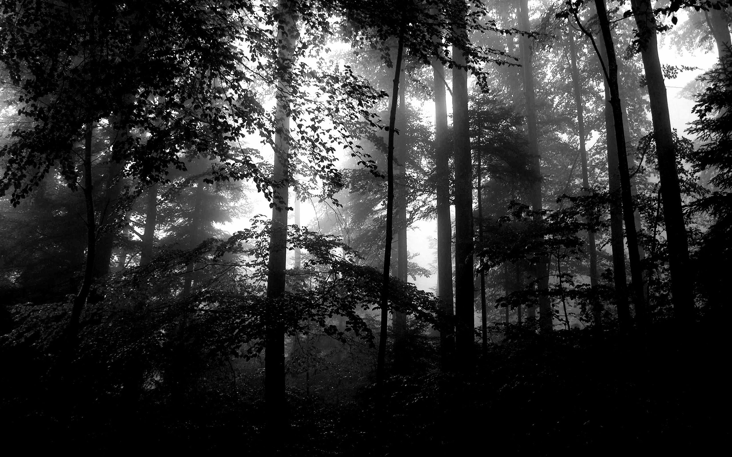 General 2560x1600 forest monochrome lights mist dark nature