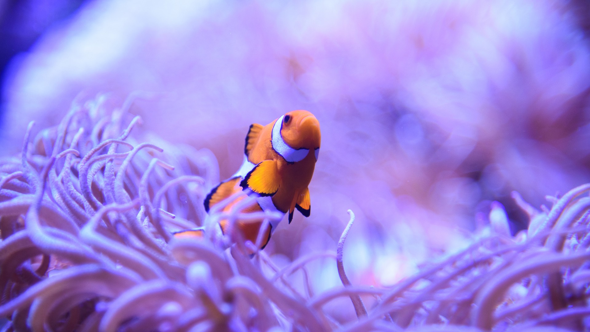 General 1920x1080 animals macro nature fish pink underwater orange sea life