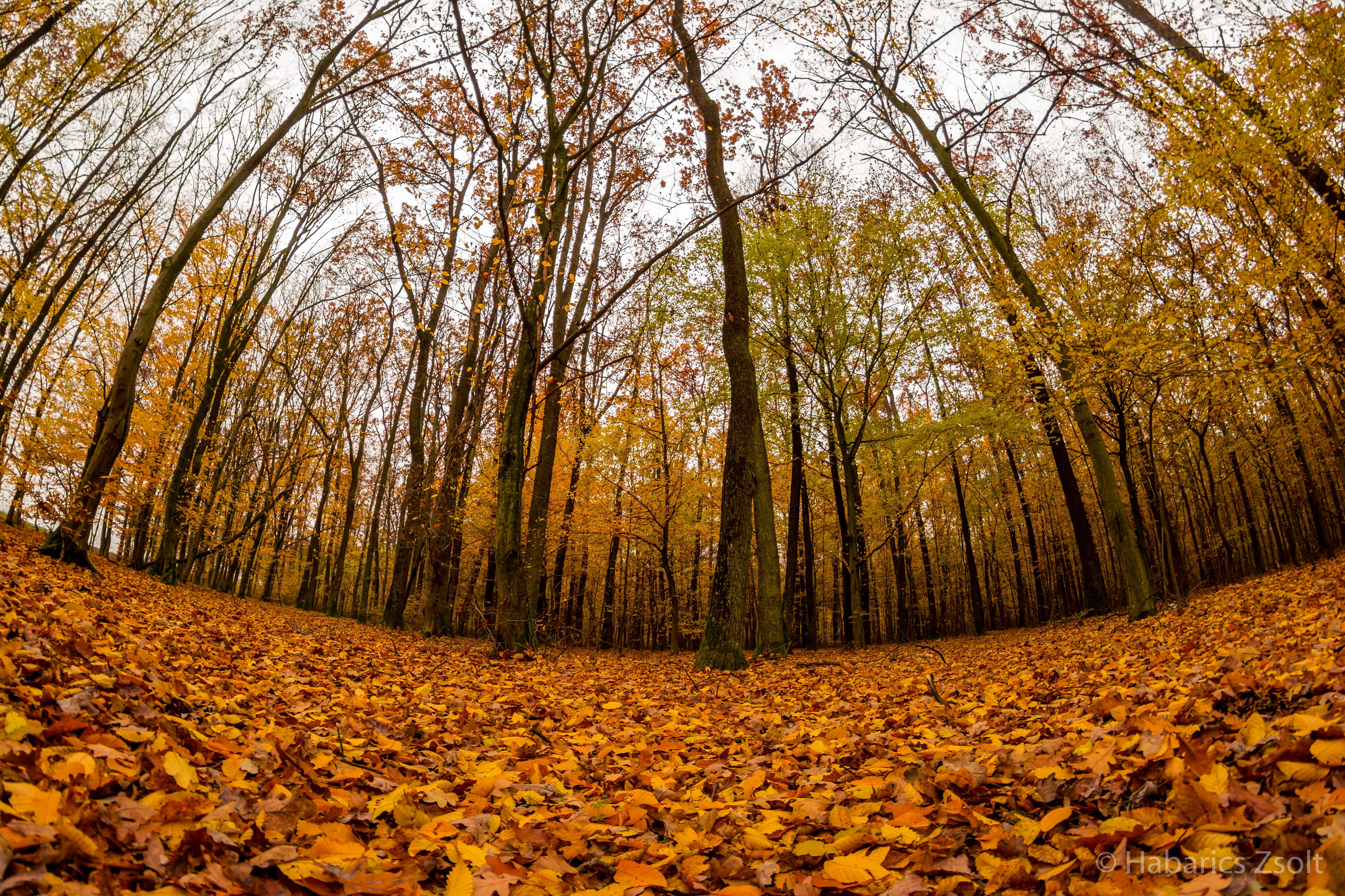 General 6000x4000 forest trees leaves plants fall fallen leaves