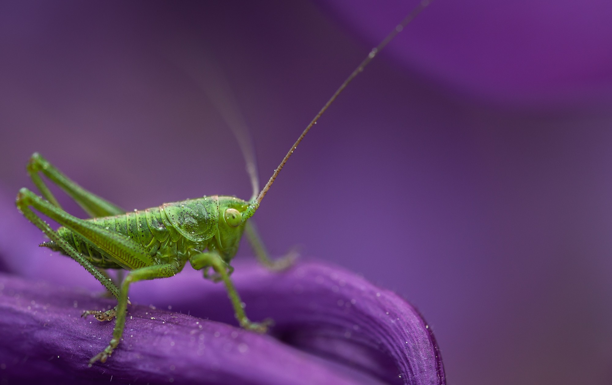 General 2000x1259 insect animals macro grasshopper nature purple background