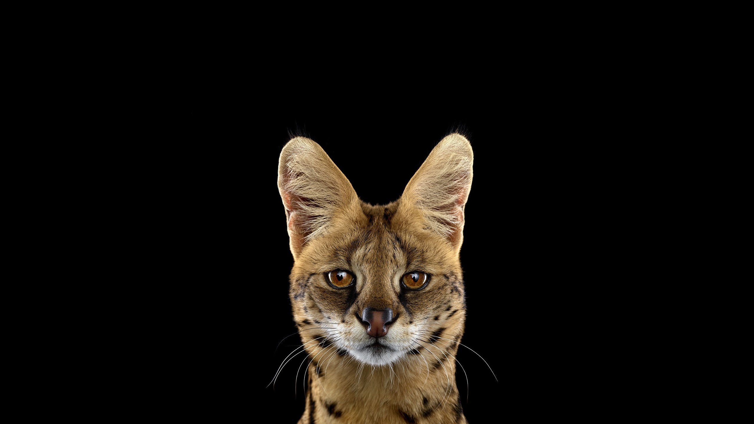 General 2560x1440 serval simple background mammals cats animals
