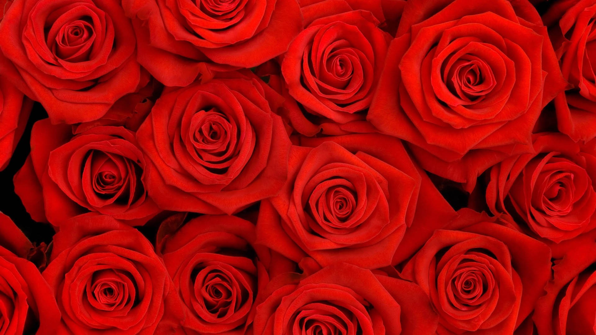 General 1920x1080 rose flowers red flowers plants